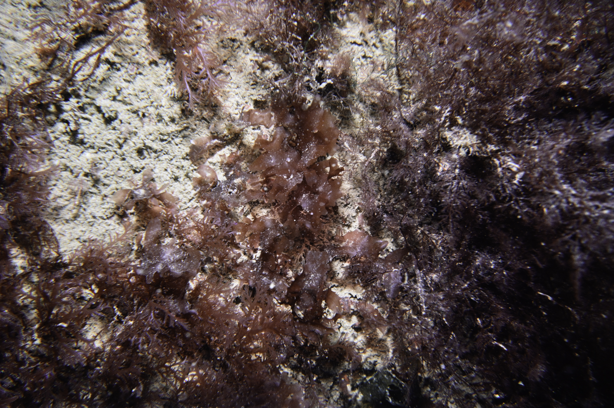 Plocamium cartilagineum, Cryptopleura ramosa. Site: NE Mew Island, Copeland Islands. 