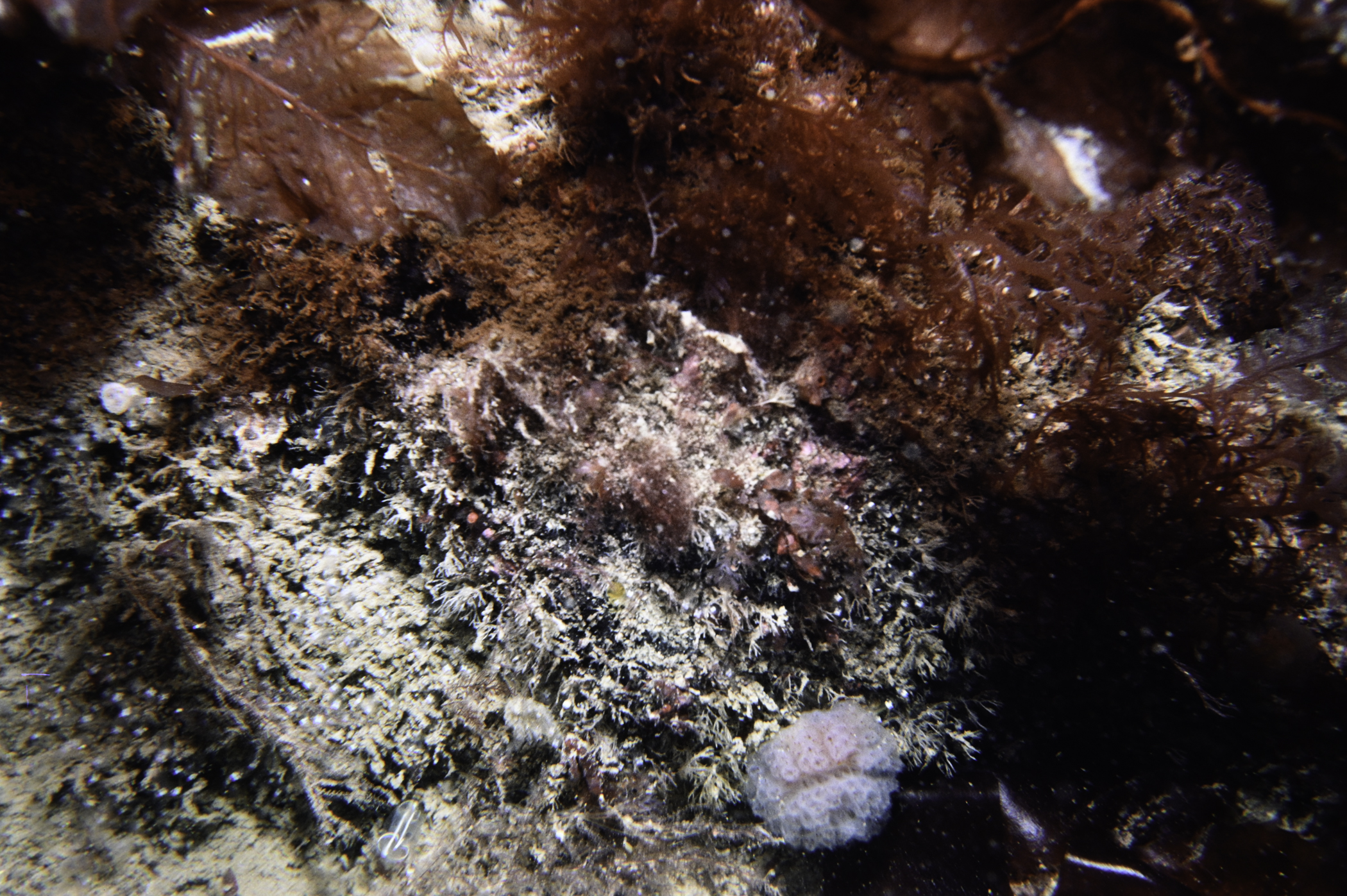 Morchellium argus, Pycnoclavella stolonialis. Site: NE Mew Island, Copeland Islands. 