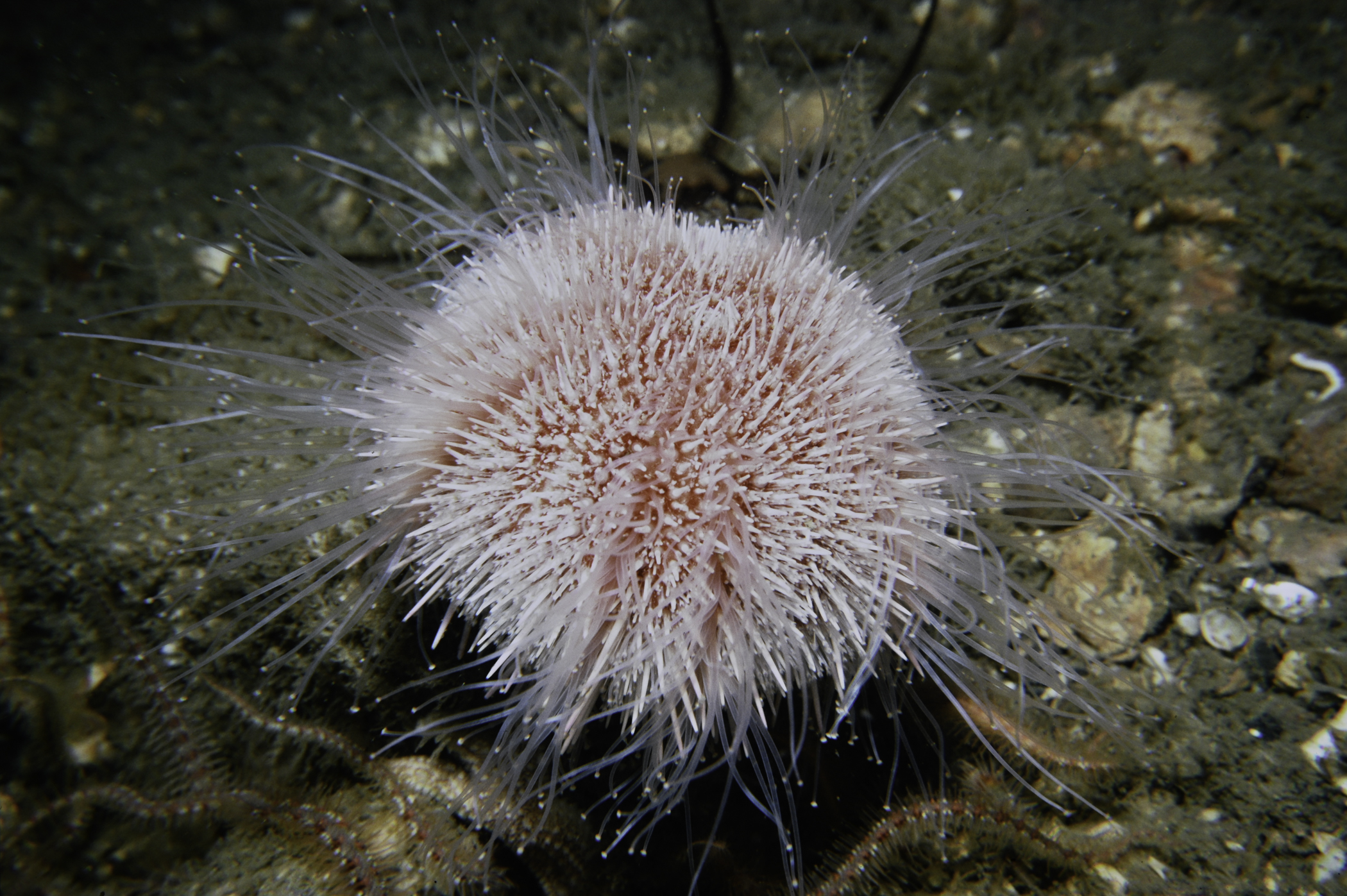 Echinus esculentus. Site: NW Lighthouse Island, Copeland Islands. 