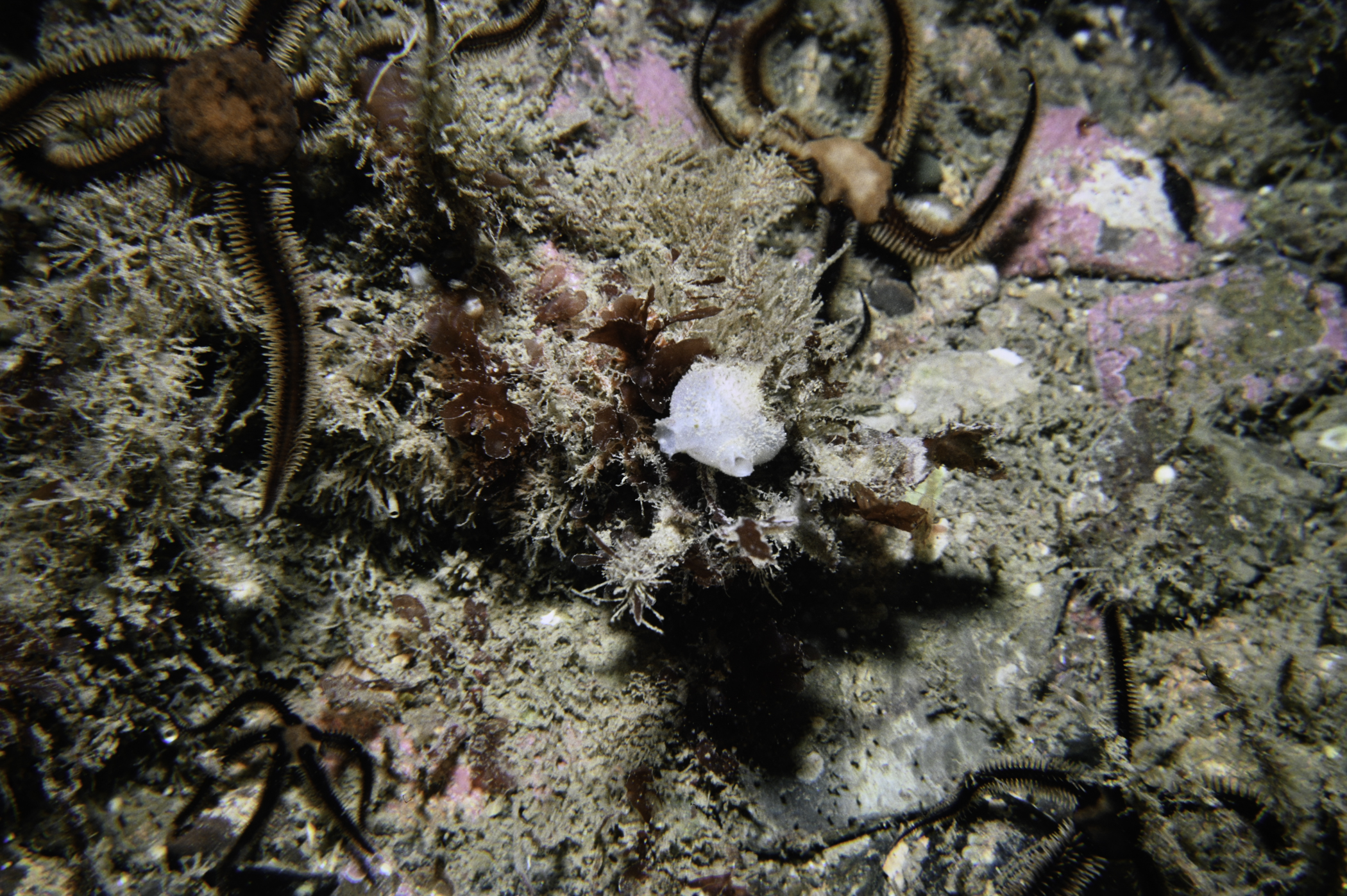 Ophiocomina nigra. Site: S Lighthouse Island, Copeland Islands. 