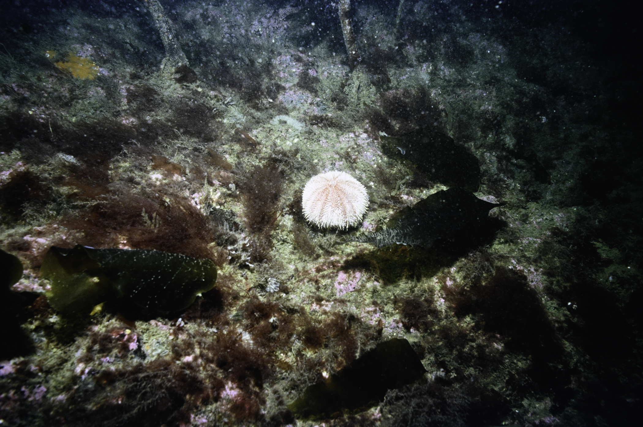 Echinus esculentus. Site: NW Lighthouse Island, Copeland Islands. 
