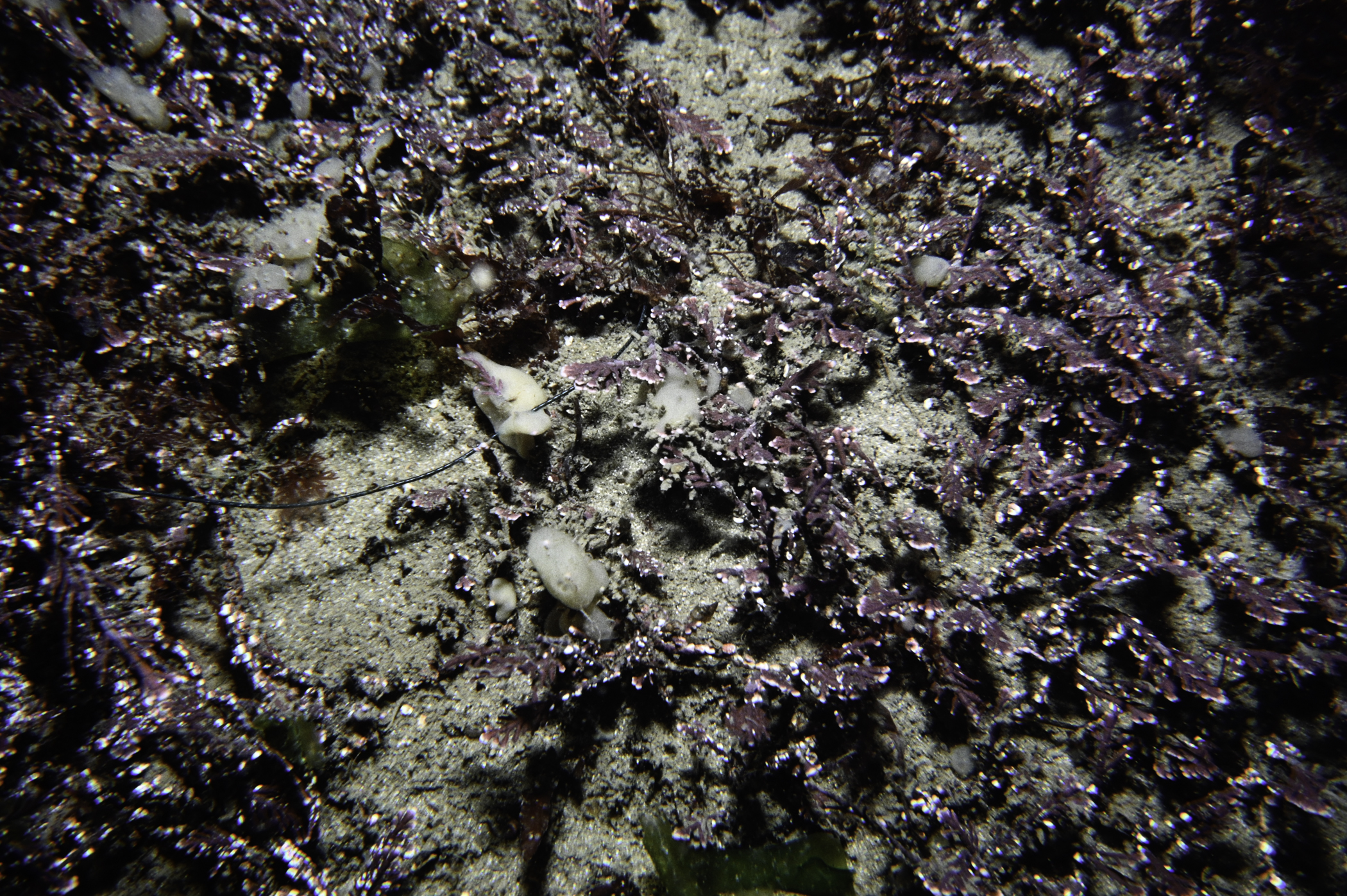 Corallina officinalis. Site: Barkley Rocks, Millisle. 