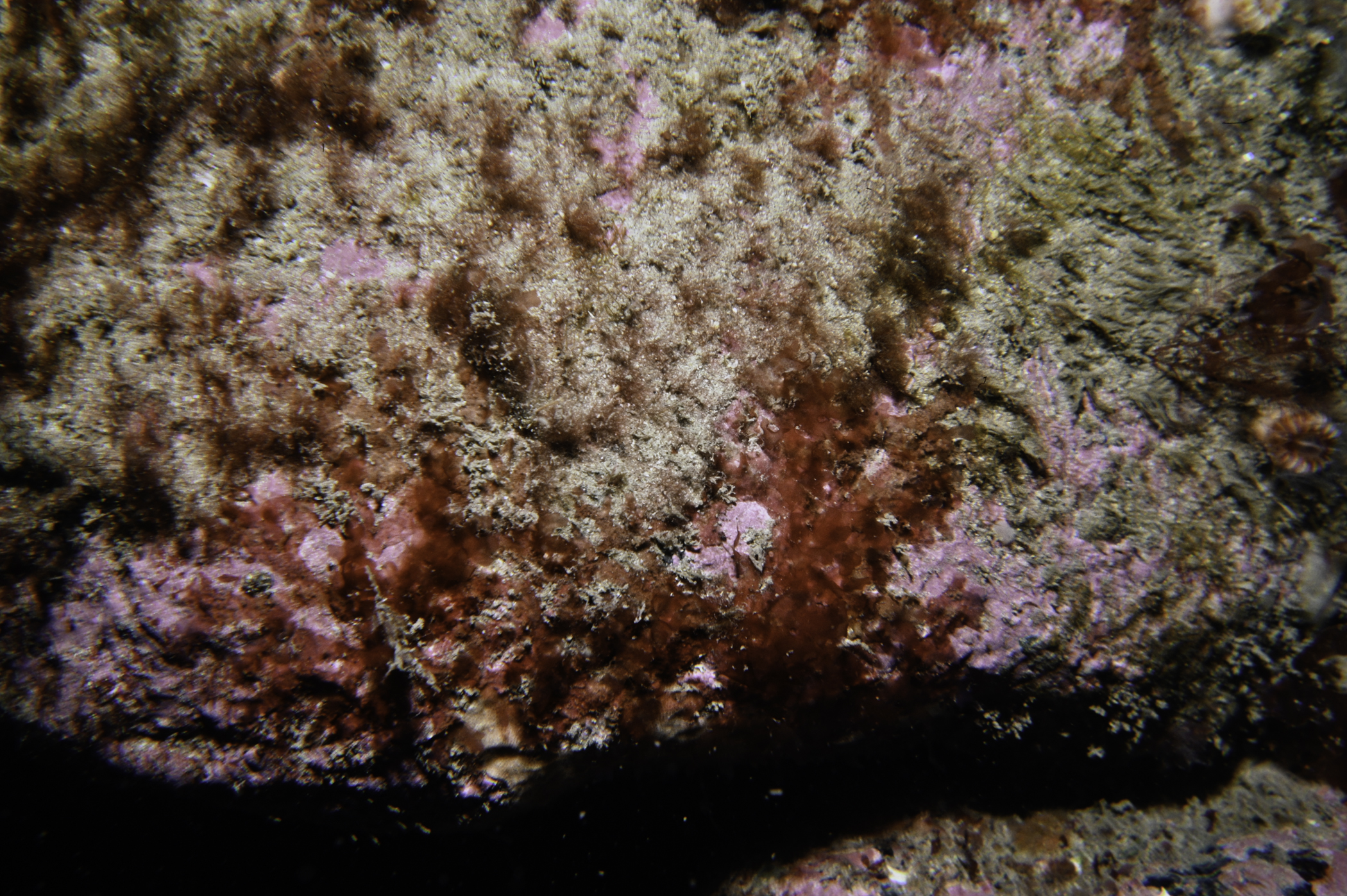 Acrosorium venulosum. Site: White Cliffs, S Coast, Rathlin Island. 