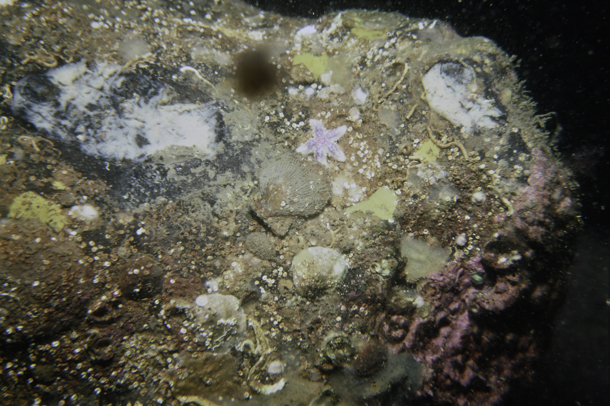 Aplysilla sulfurea, Pododesmus patelliformis, Leptasterias muelleri, Stelletta lactea, Spirorbis sp.. Site: White Cliffs, S Coast, Rathlin Island. 