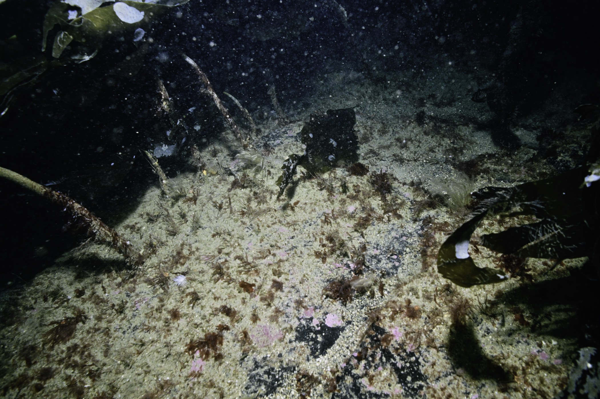 Laminaria hyperborea. Site: Arkill Bay, Rathlin Island. 