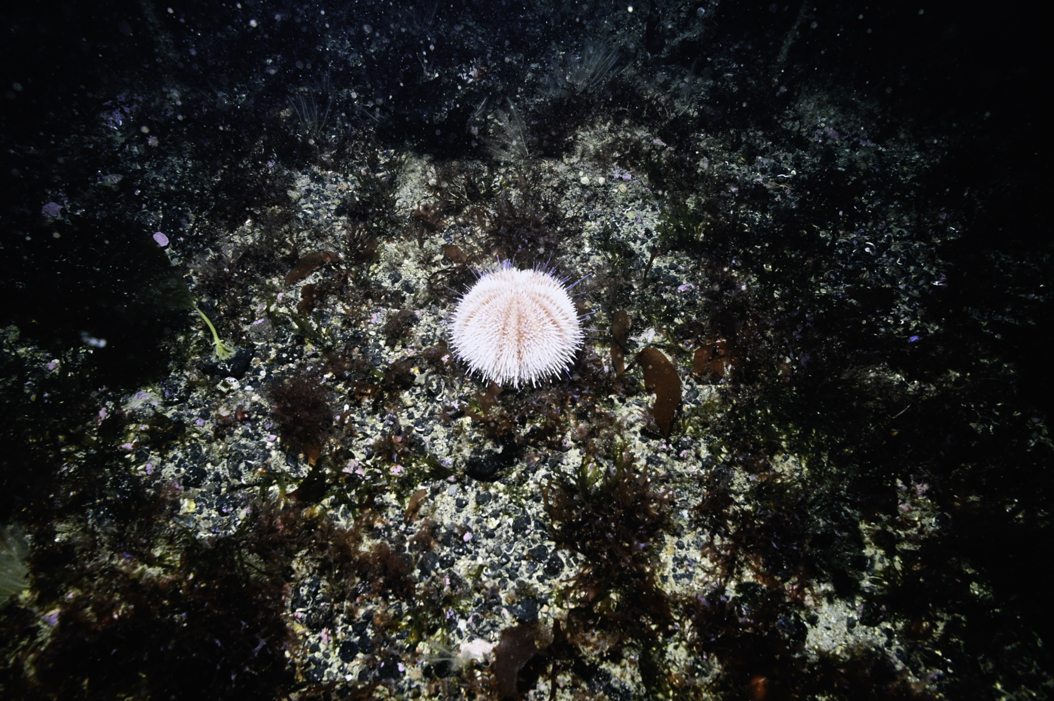 Echinus esculentus. Site: Arkill Bay, Rathlin Island. 