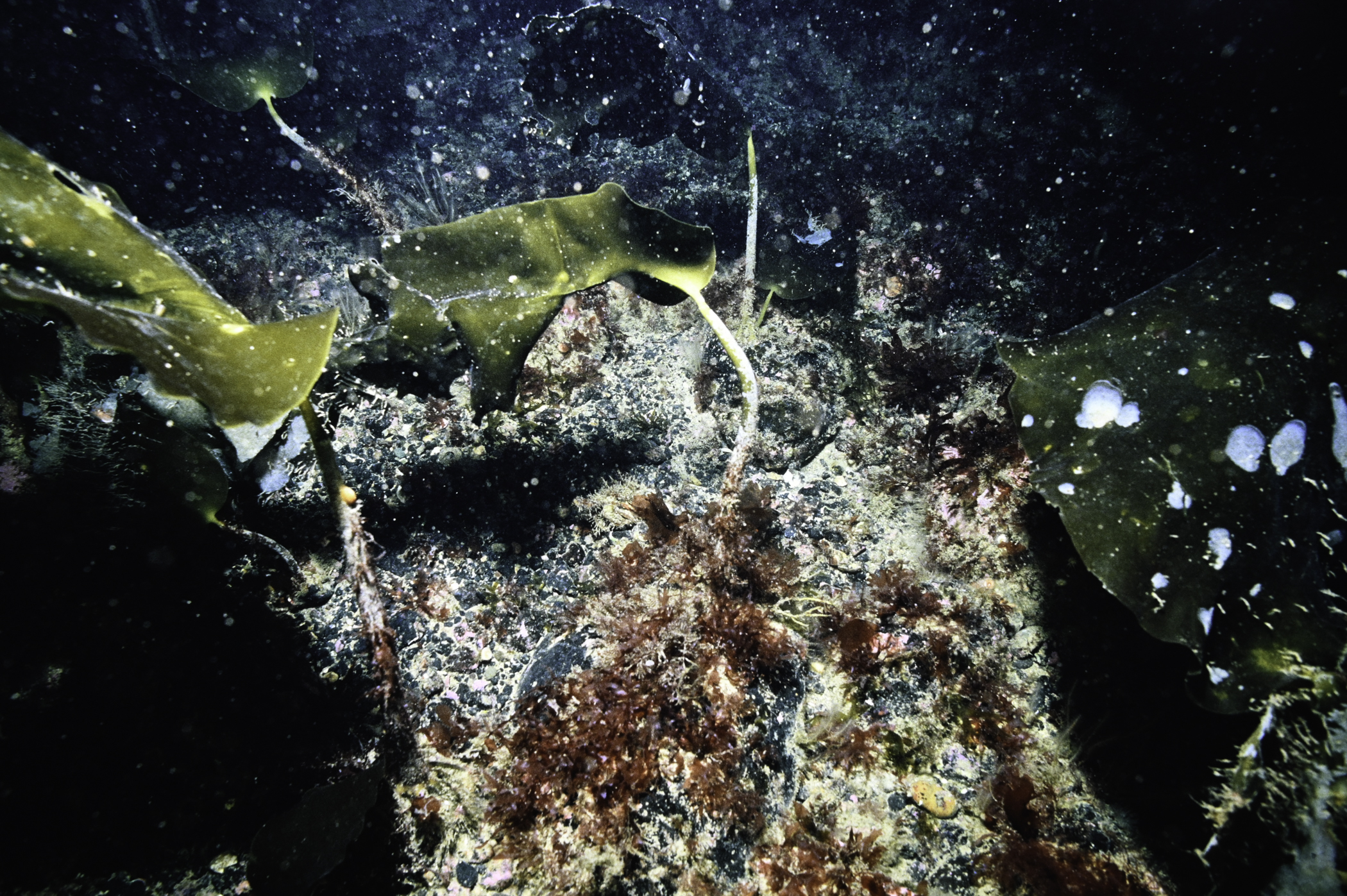 Laminaria hyperborea. Site: Arkill Bay, Rathlin Island. 