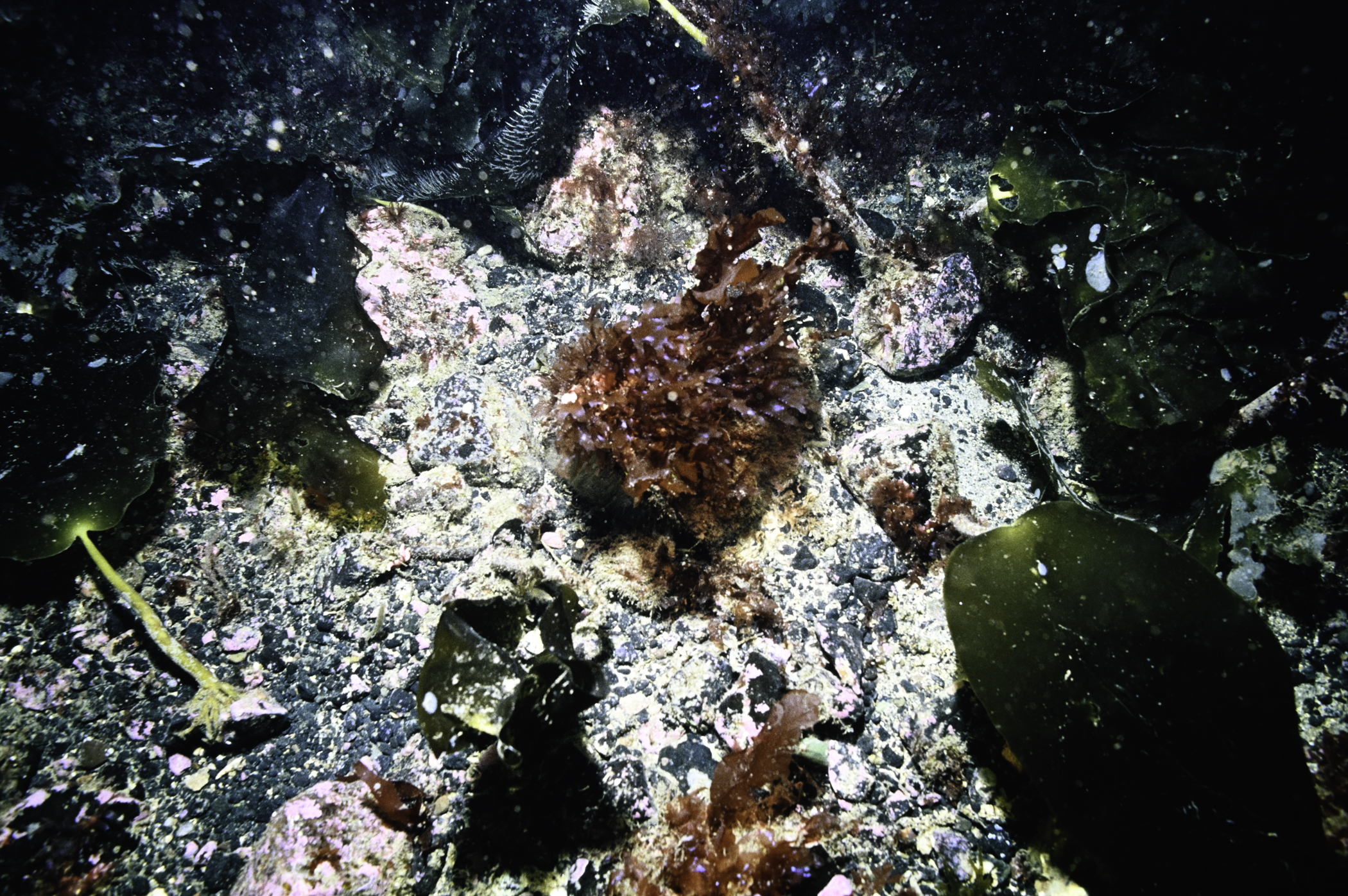 Cryptopleura ramosa. Site: Arkill Bay, Rathlin Island. 