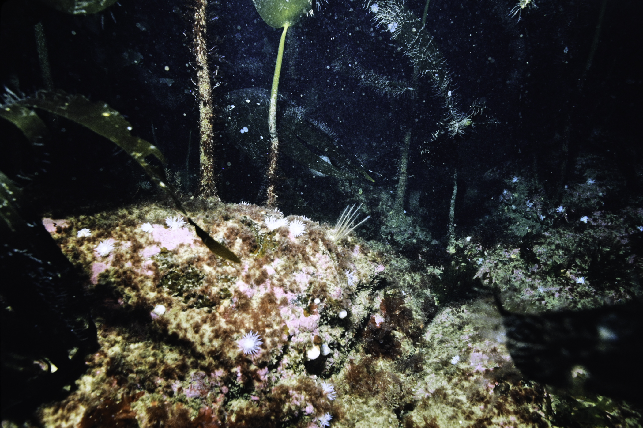 Laminaria hyperborea. Site: Bull Point, Rathlin Island. 
