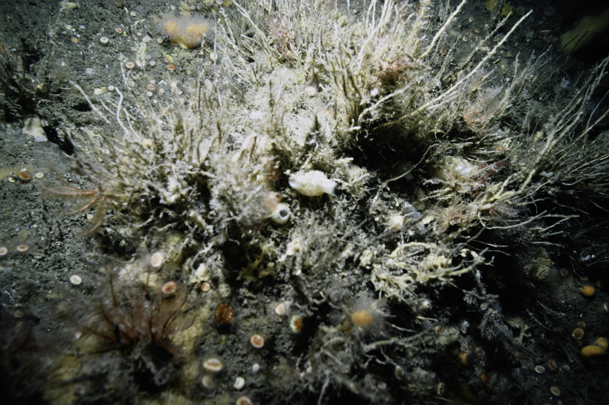 Tubularia indivisa, Polycarpa pomaria. Site: W of Farganlack Point, Rathlin Island. 
