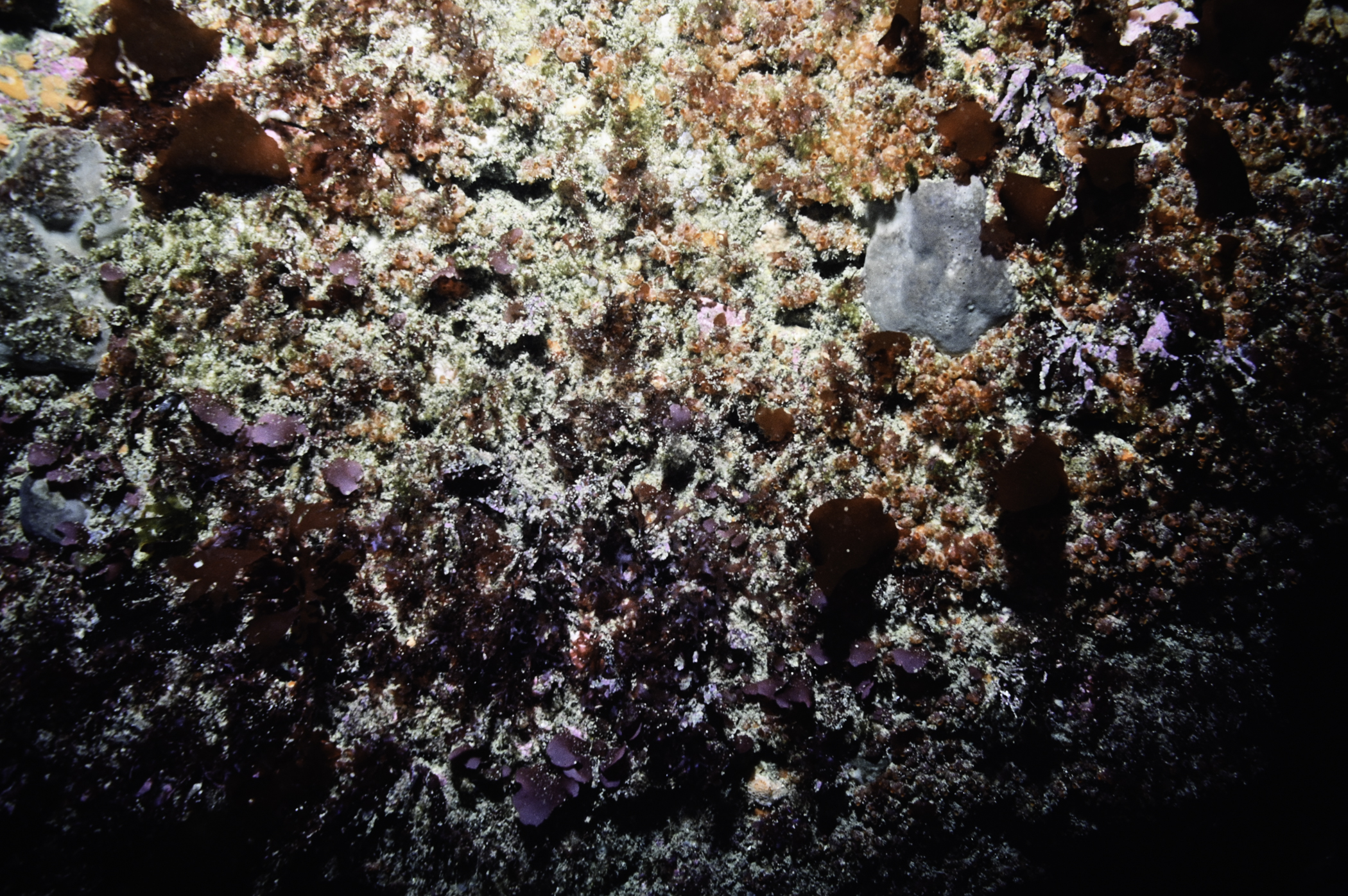 Pachymatisma johnstonia, Dendrodoa grossularia, Meredithia microphylla. Site: W of Farganlack Point, Rathlin Island. 