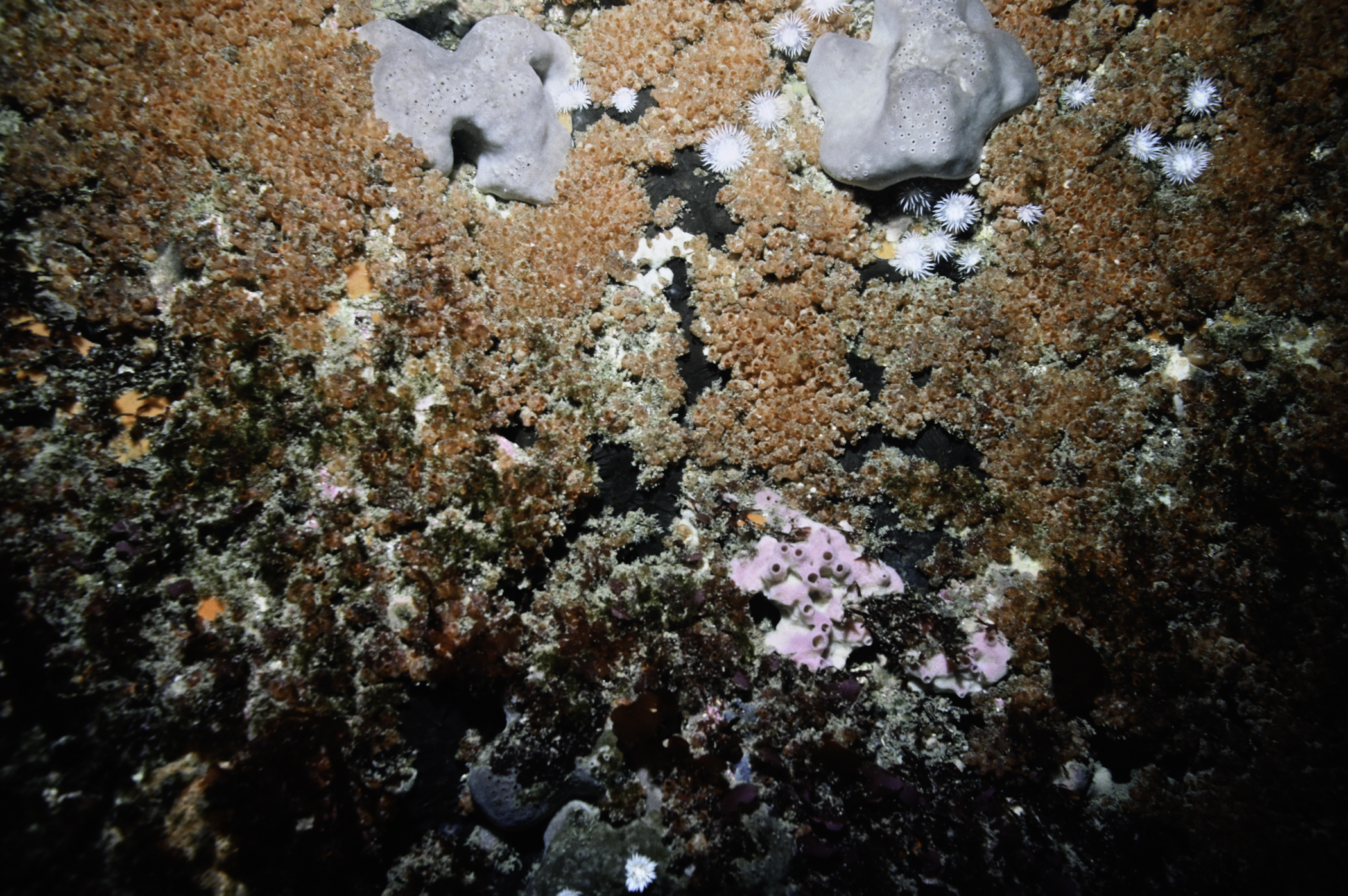 Pachymatisma johnstonia, Dendrodoa grossularia. Site: W of Farganlack Point, Rathlin Island. 