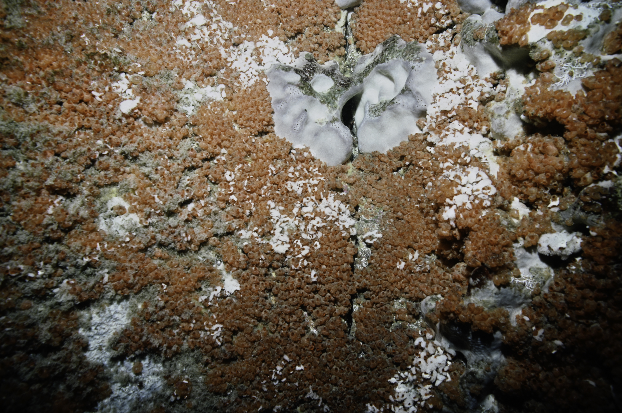 Pachymatisma johnstonia, Dendrodoa grossularia. Site: W of Farganlack Point, Rathlin Island. 