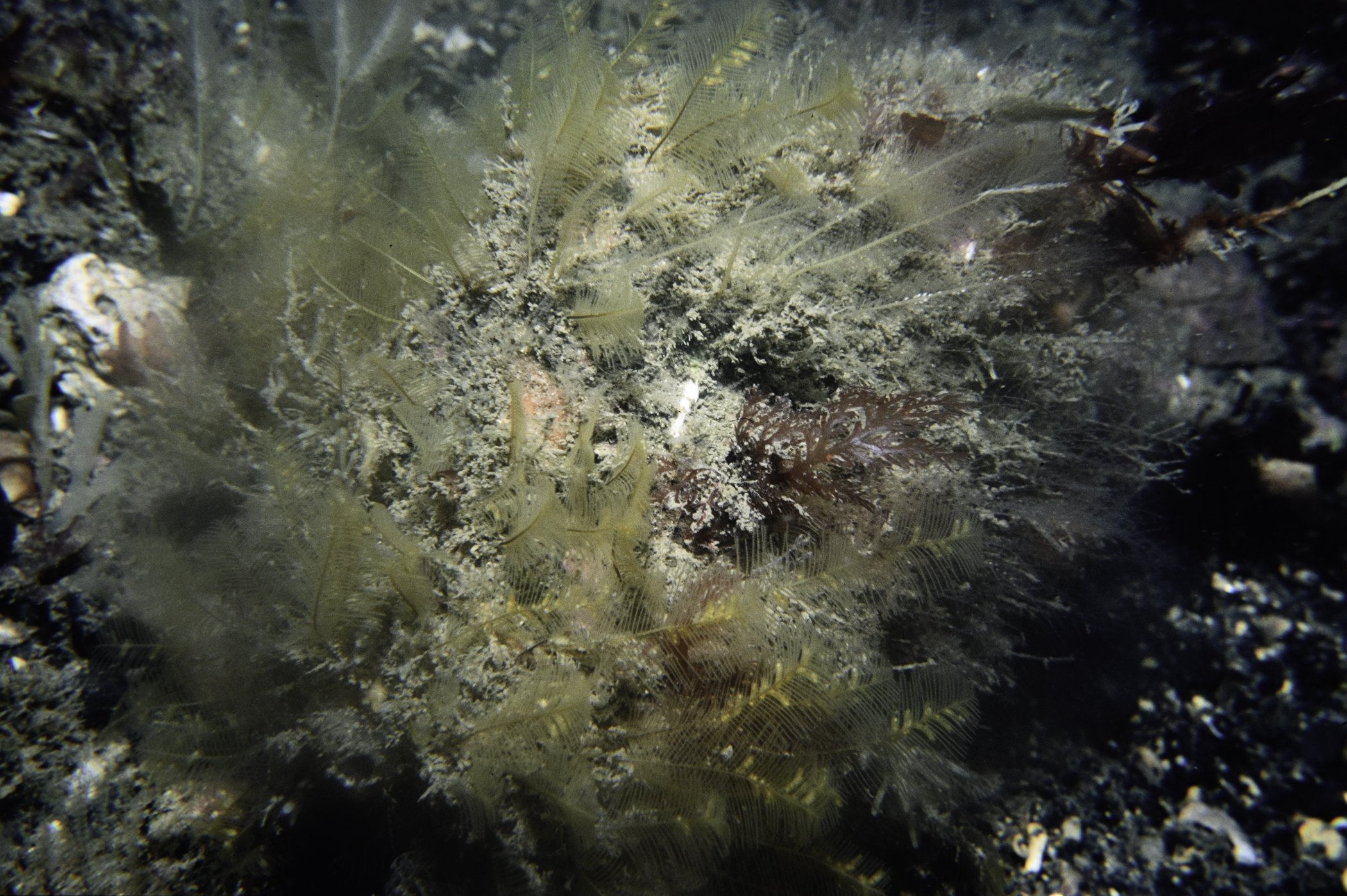 Aglaophenia tubulifera. Site: Altacarry Head, Rathlin Island. 