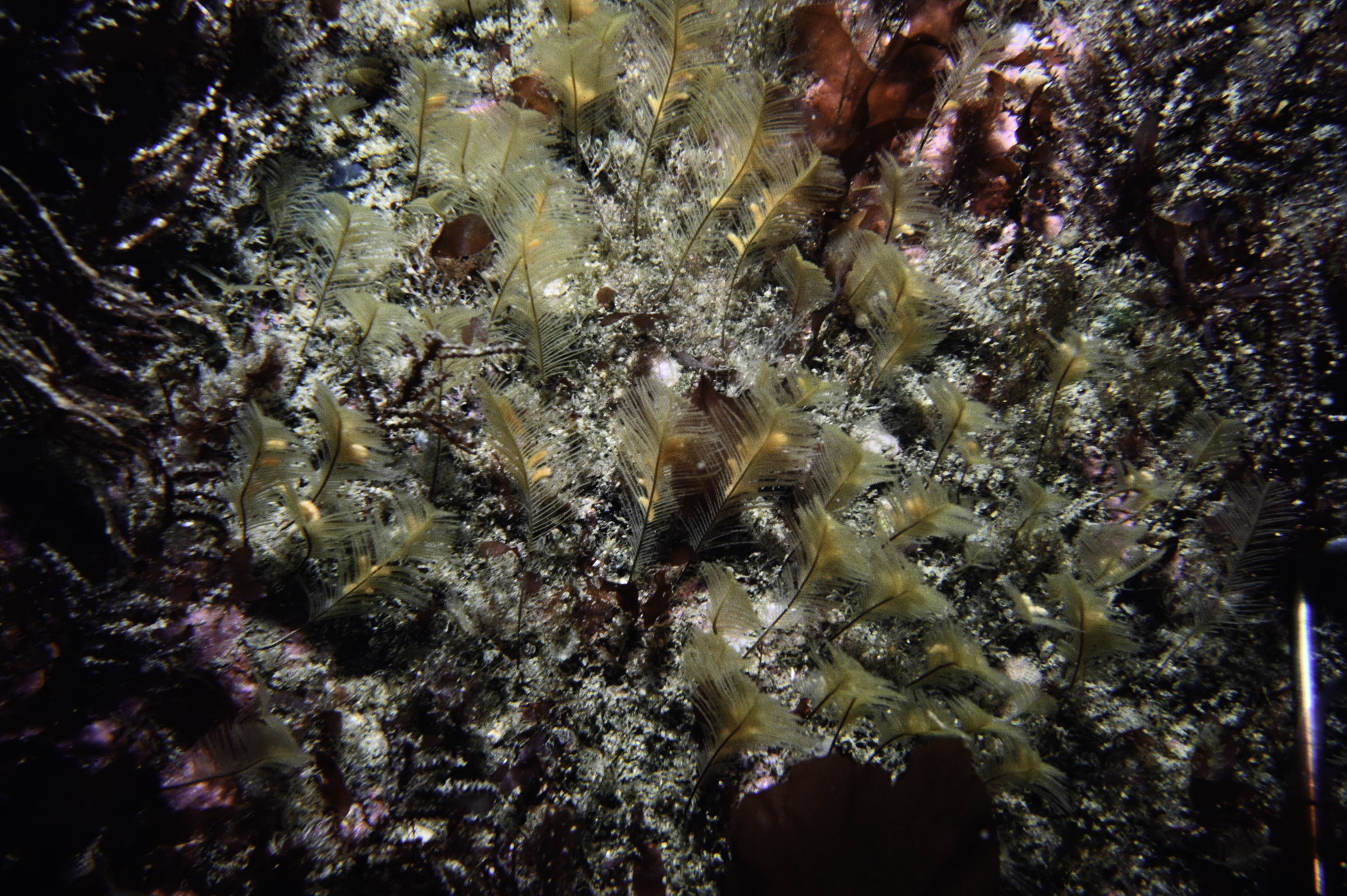 Aglaophenia tubulifera. Site: Altacarry Head, Rathlin Island. 
