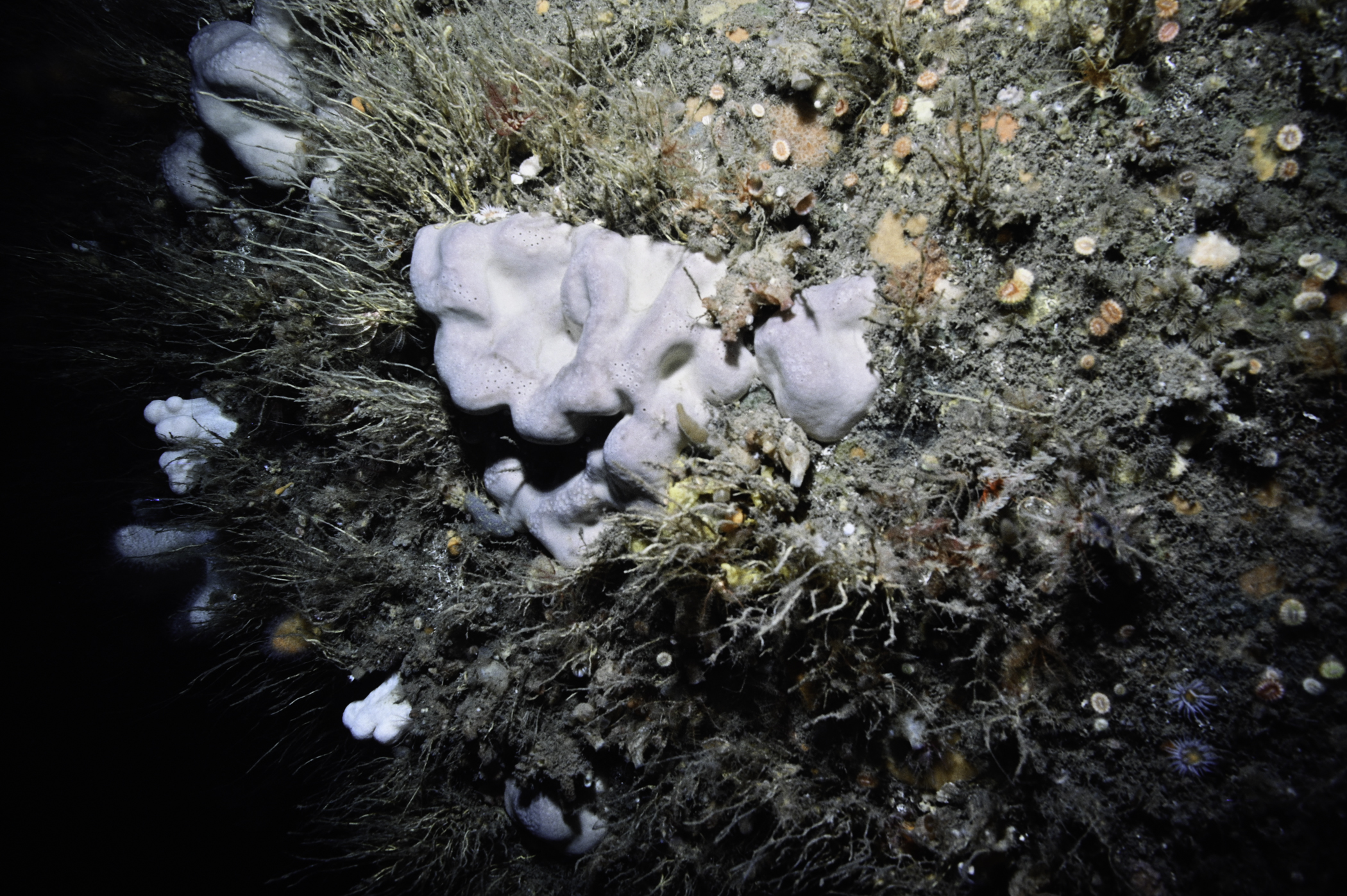 Pachymatisma johnstonia, Alcyonium digitatum, Tubularia indivisa. Site: Farganlack Point, Rathlin Island. 