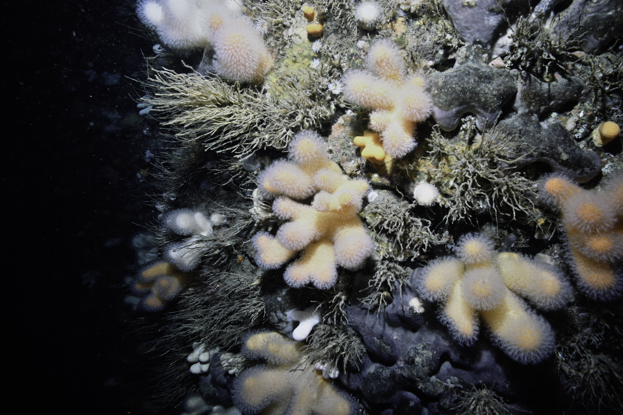 Pachymatisma johnstonia, Alcyonium digitatum, Tubularia indivisa. Site: Farganlack Point, Rathlin Island. 