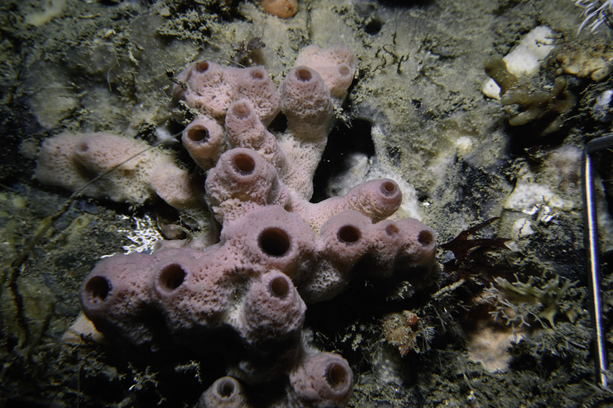 Haliclona viscosa. Site: Farganlack Point, Rathlin Island. 