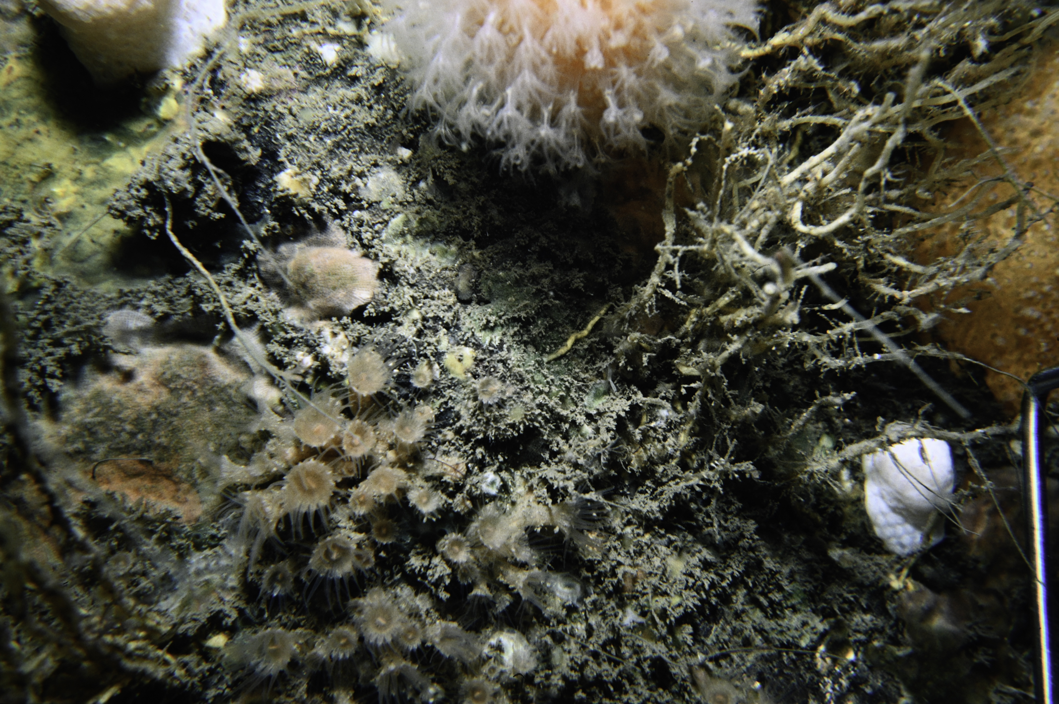 Epizoanthus couchii. Site: Farganlack Point, Rathlin Island. 