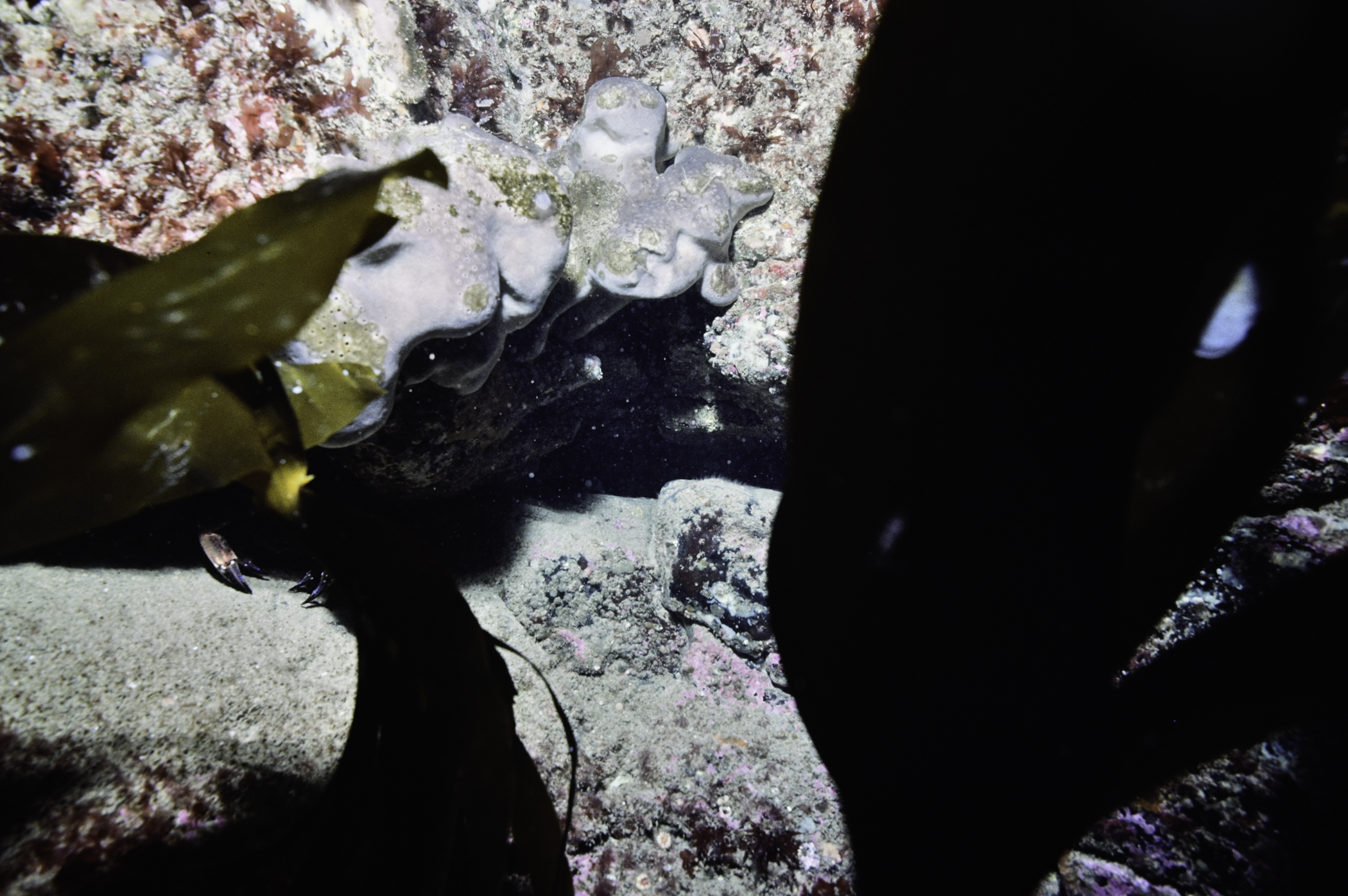 Pachymatisma johnstonia. Site: Farganlack Point, Rathlin Island. 