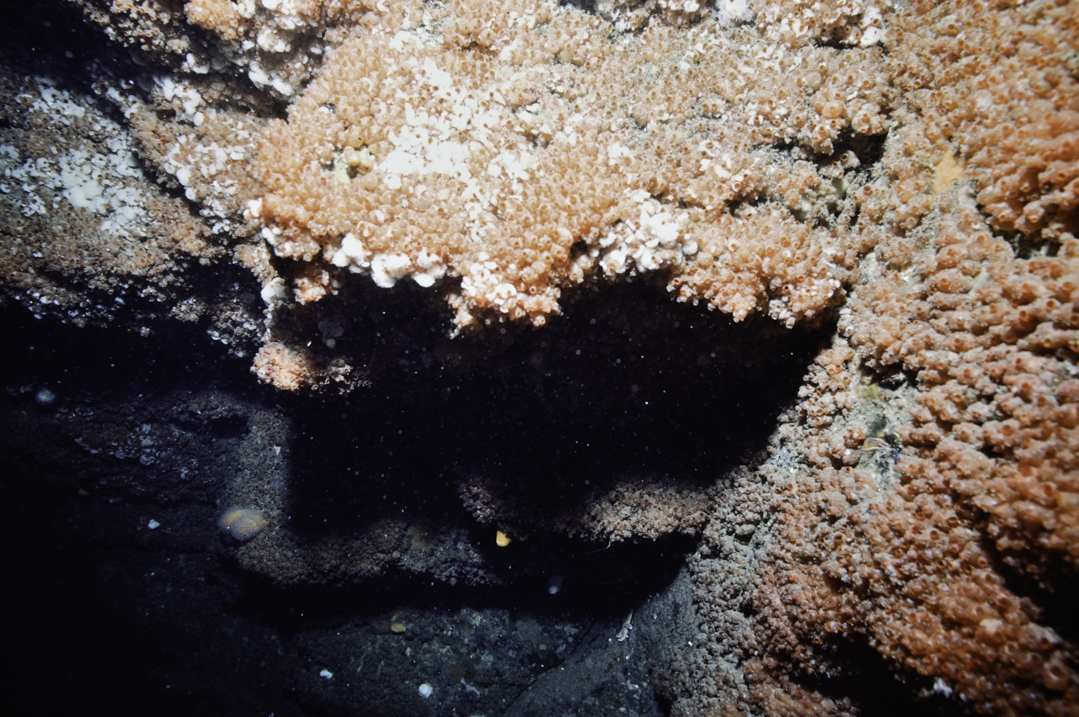 Dendrodoa grossularia. Site: Farganlack Point, Rathlin Island. 