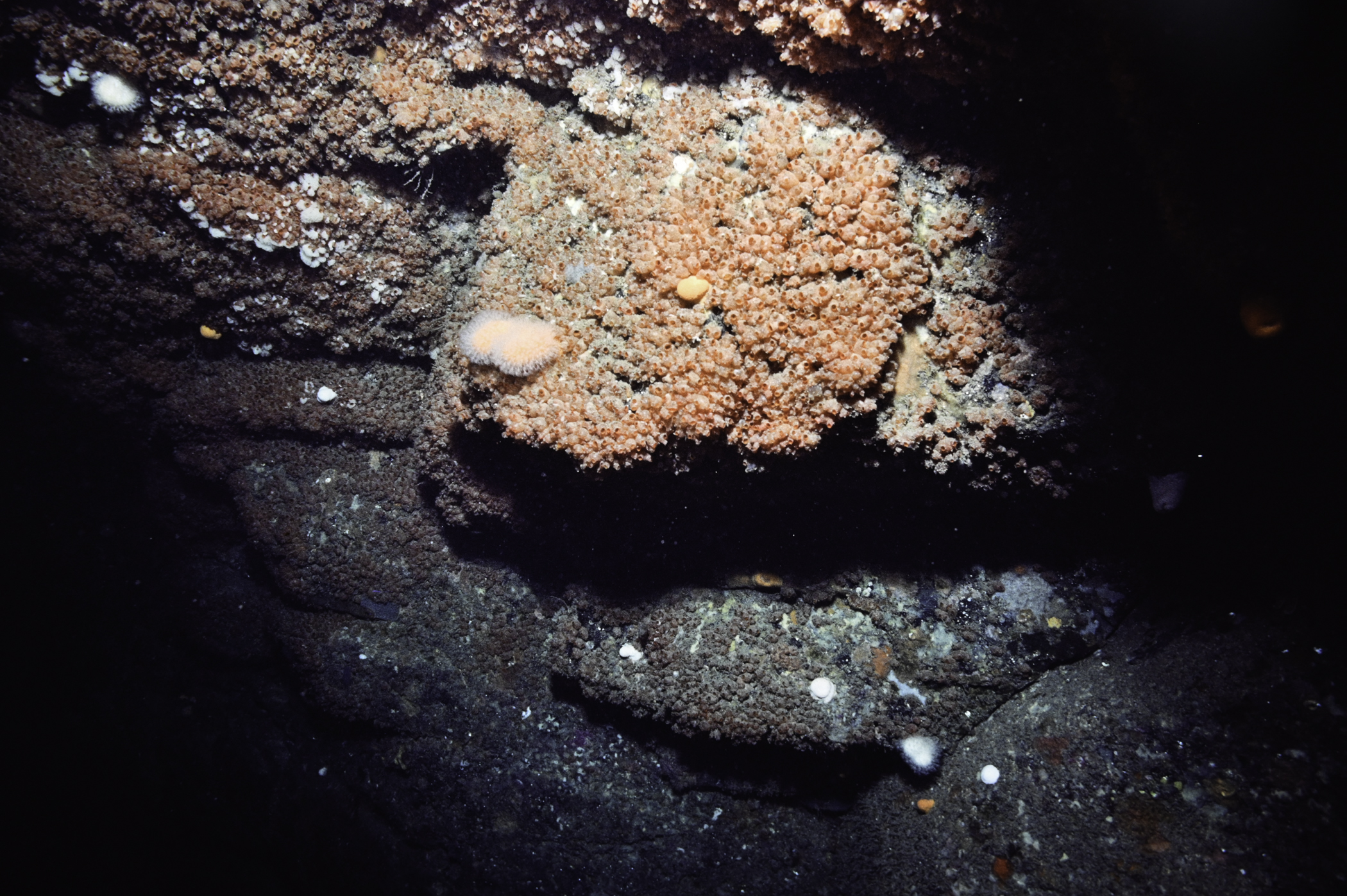 Dendrodoa grossularia. Site: Farganlack Point, Rathlin Island. 