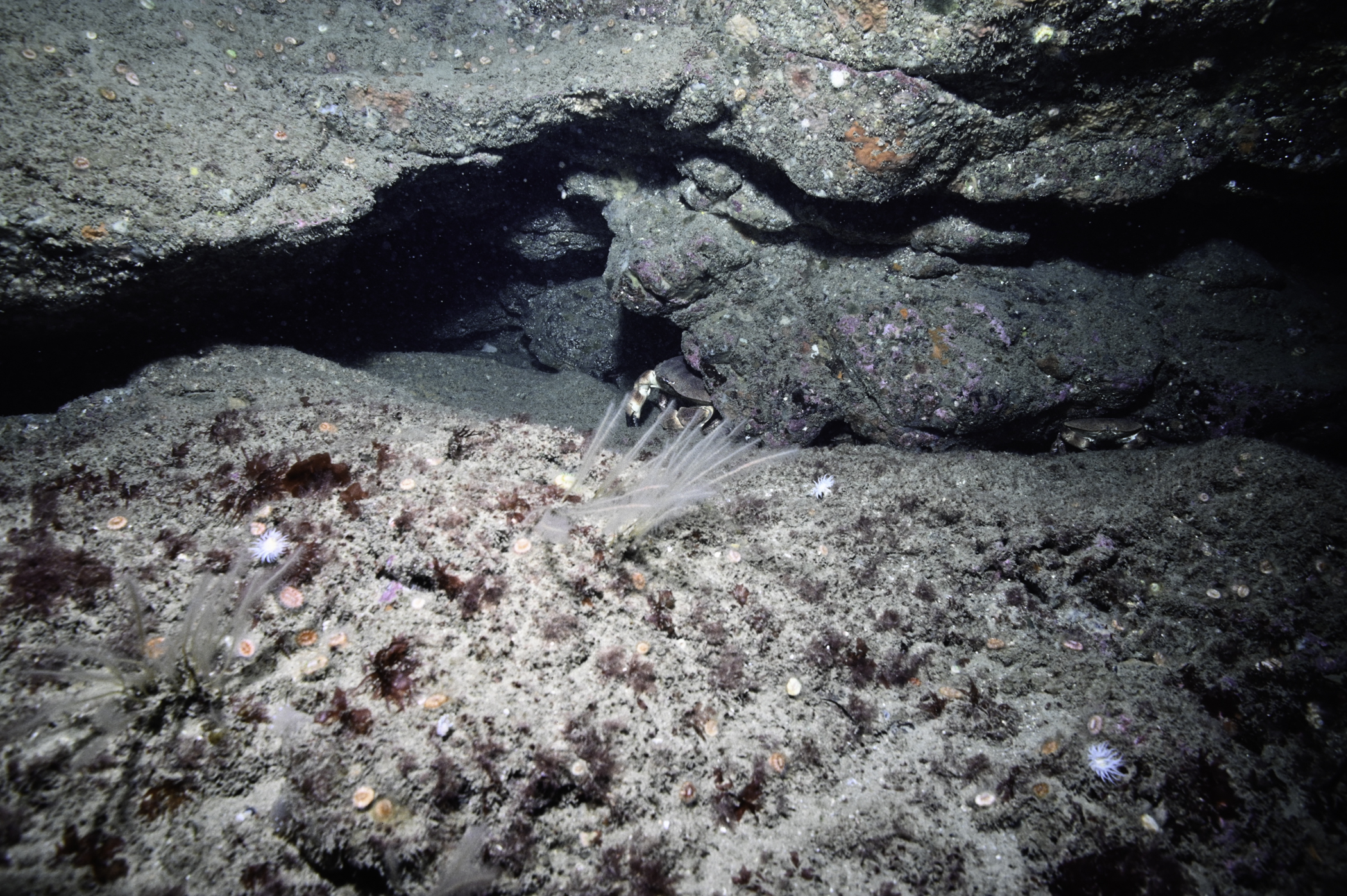 Nemertesia antennina, Cancer pagurus. Site: Farganlack Point, Rathlin Island. 