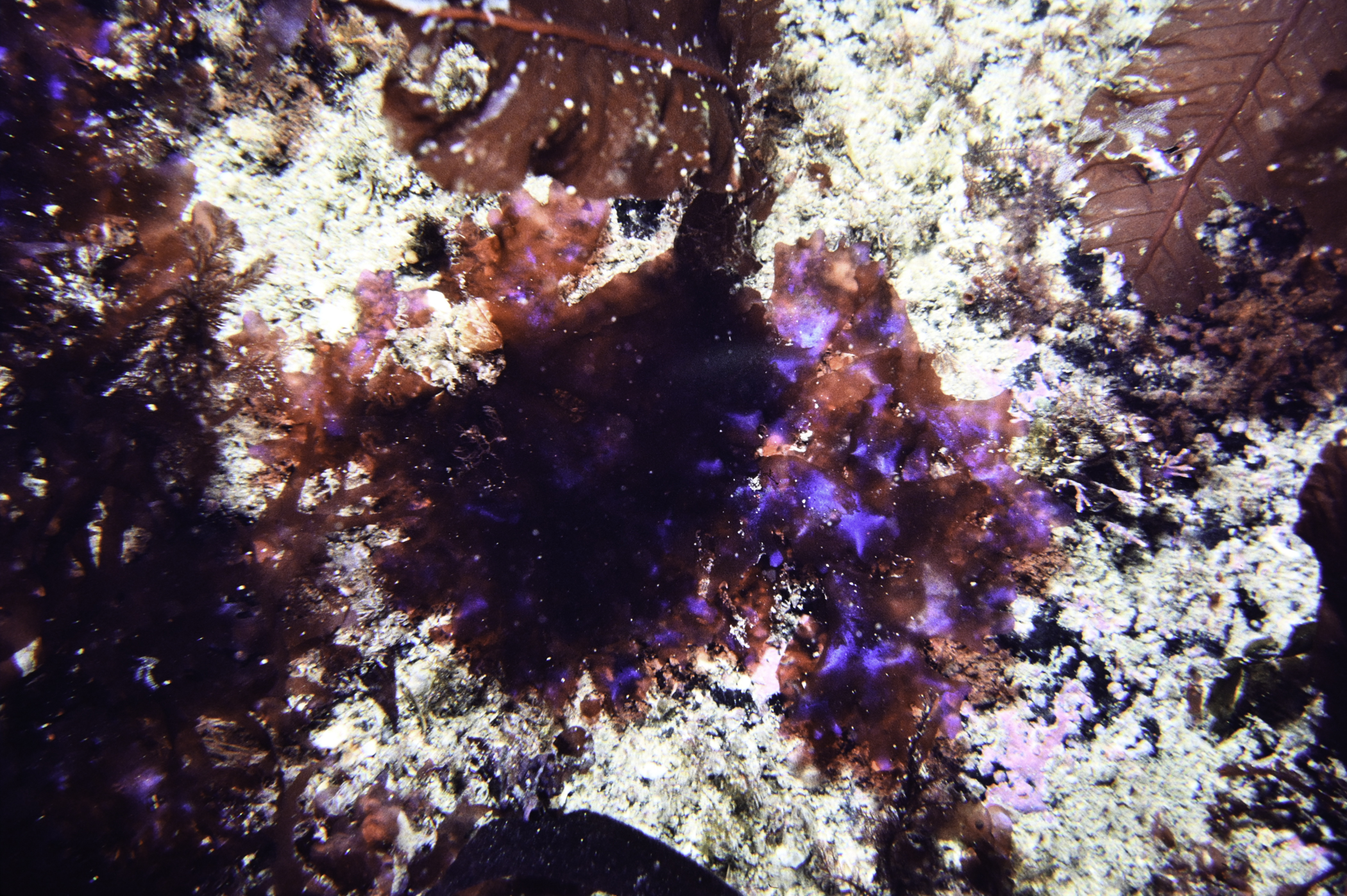 Drachiella spectabilis. Site: Farganlack Point, Rathlin Island. 