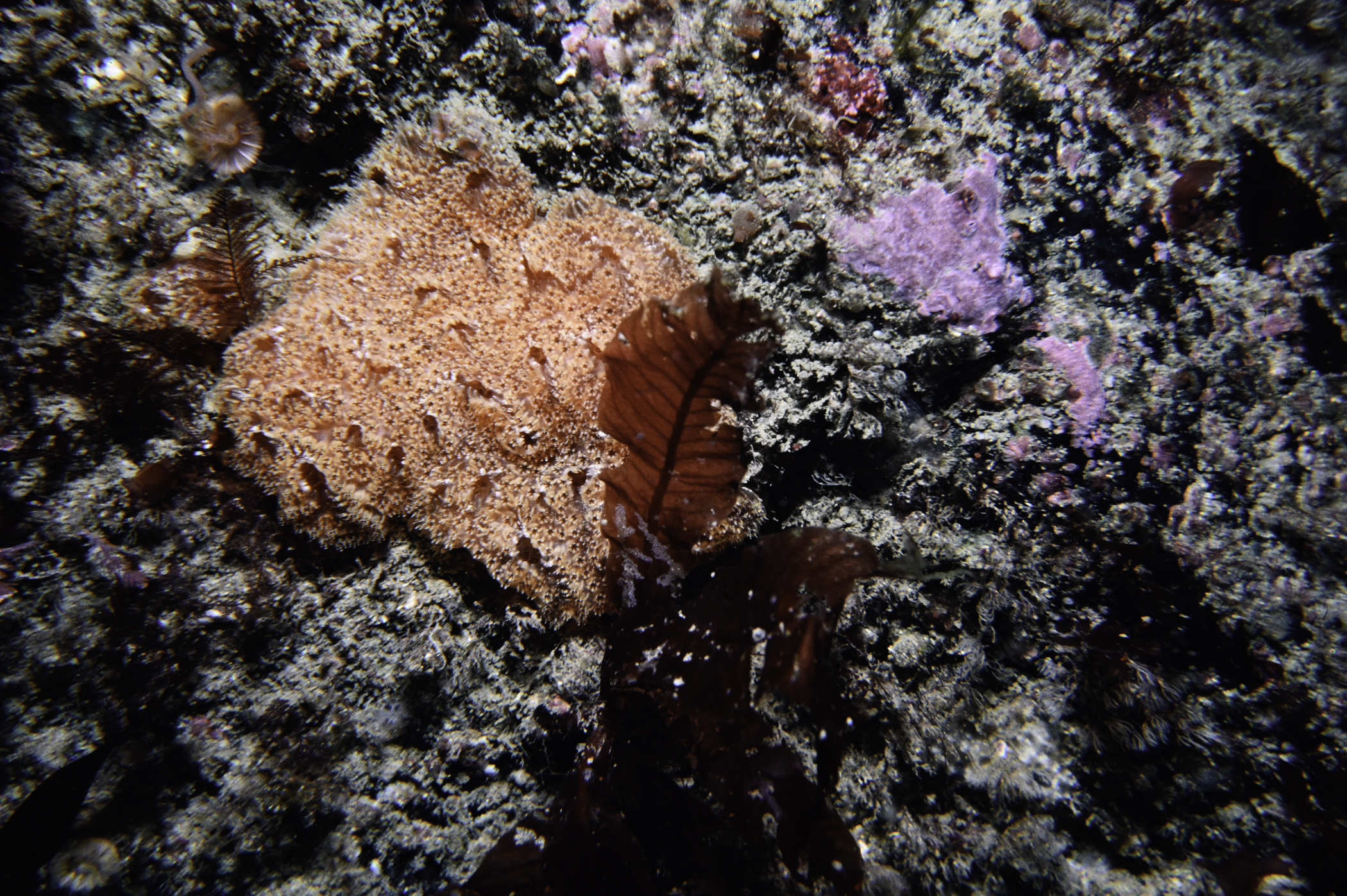 Aplidium nordmanni, Delesseria sanguinea. Site: Farganlack Point, Rathlin Island. 