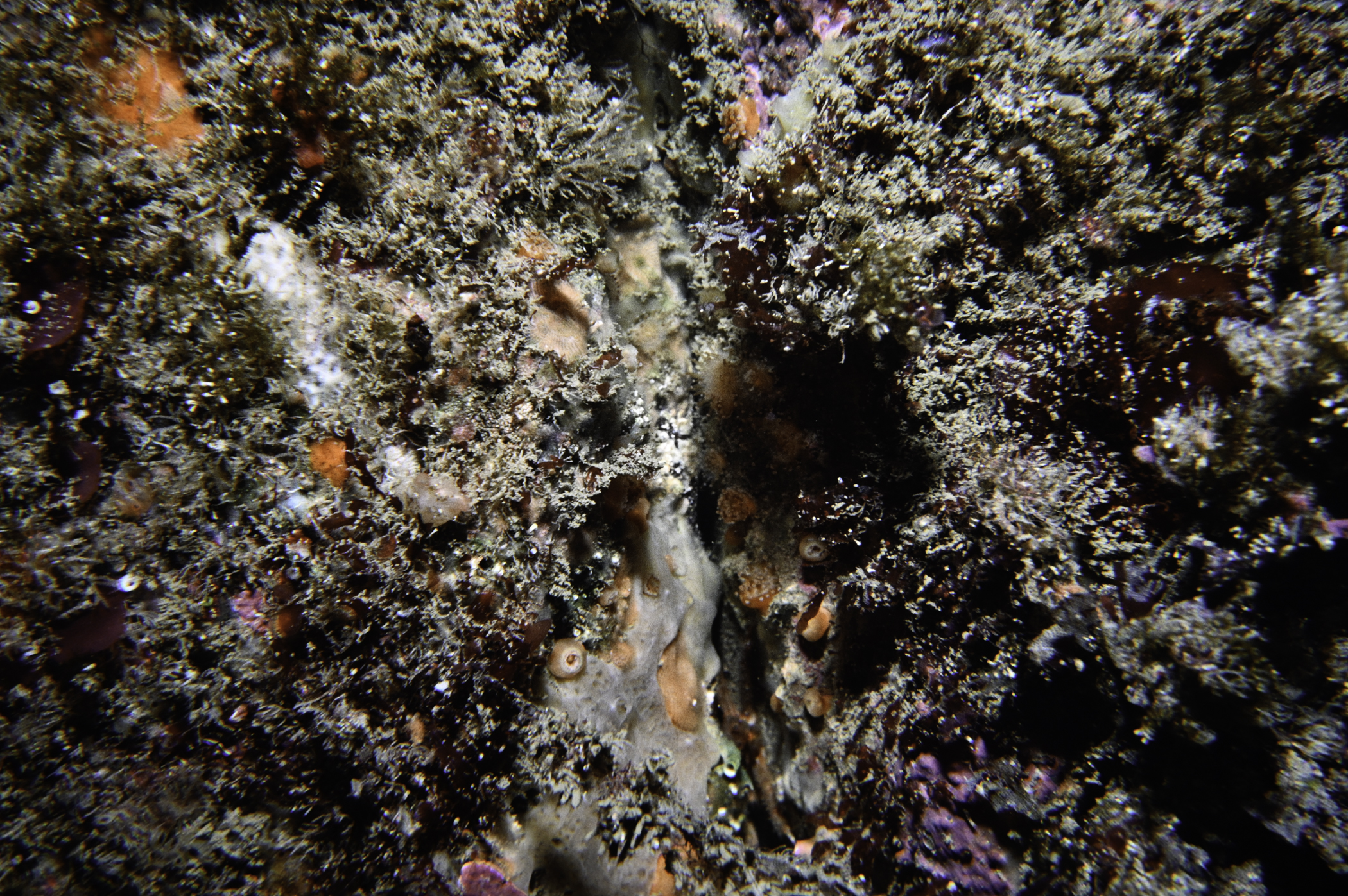 Corynactis viridis. Site: Farganlack Point, Rathlin Island. 