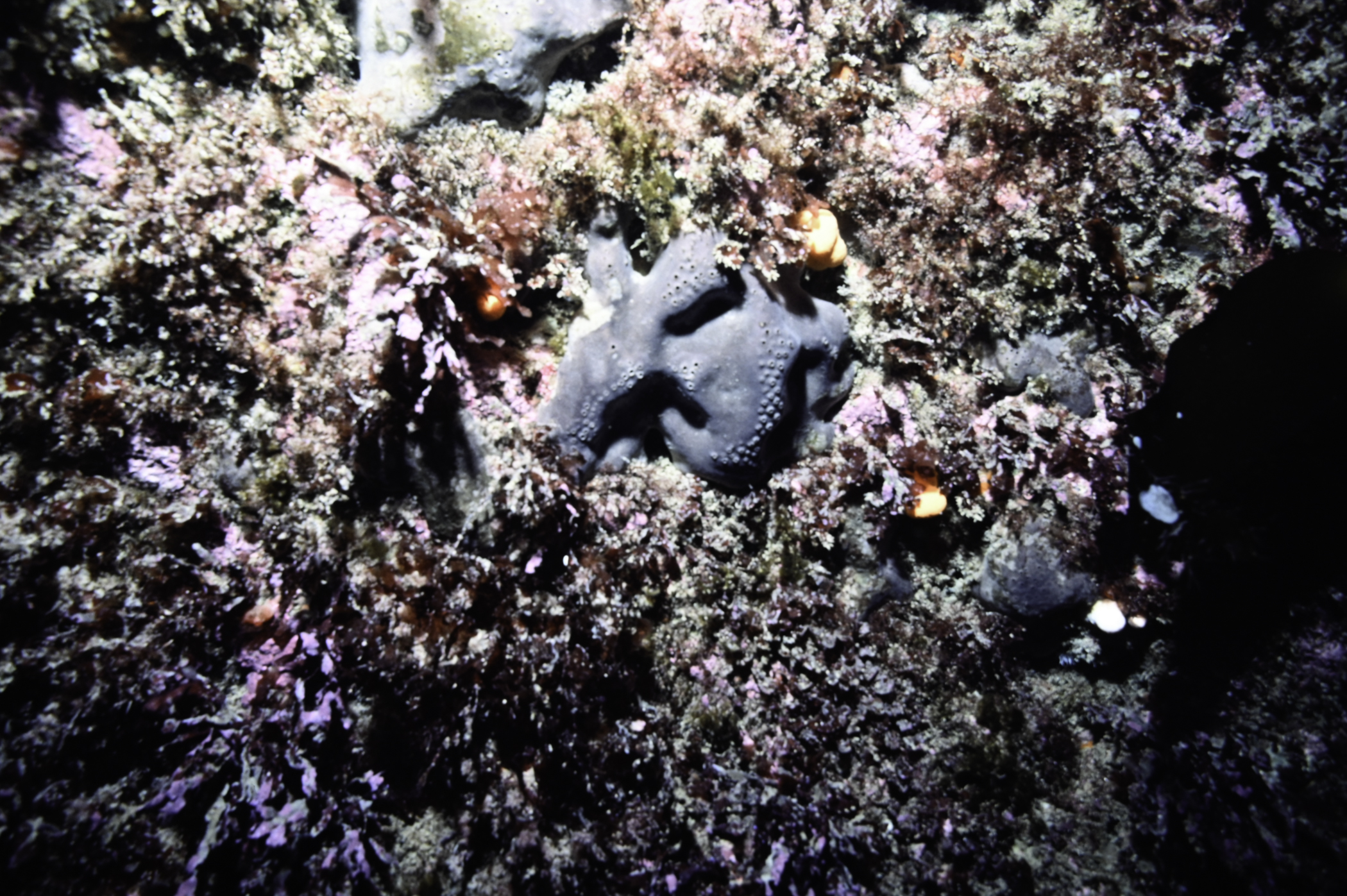Pachymatisma johnstonia. Site: Farganlack Point, Rathlin Island. 