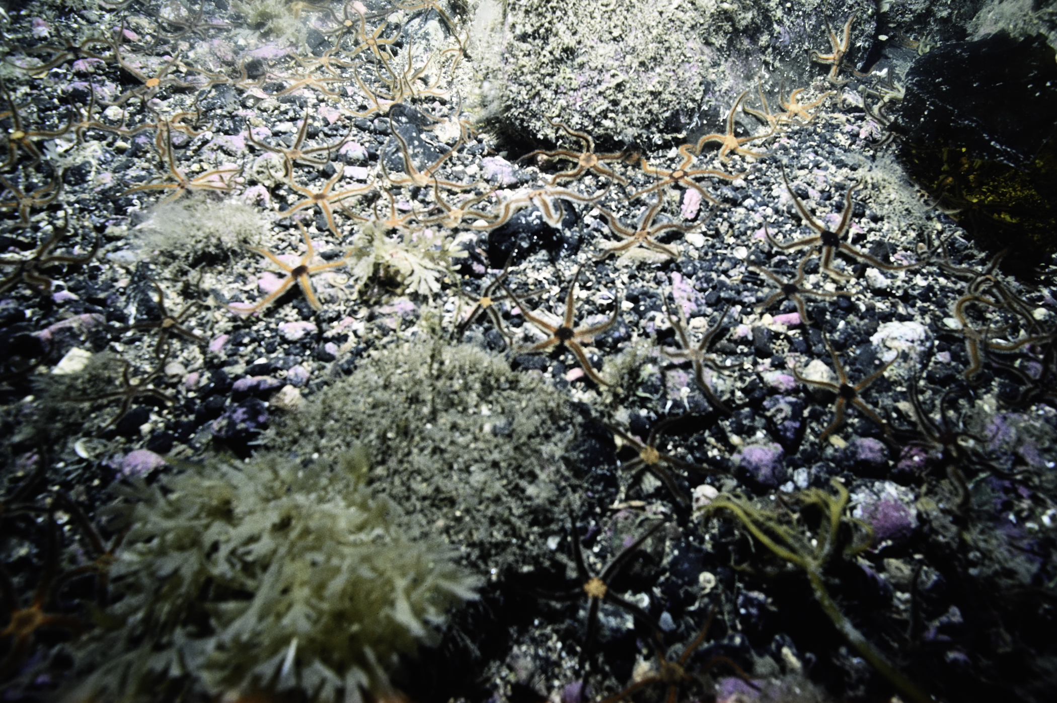Securiflustra securifrons, Ophiocomina nigra. Site: E Coast, Rathlin Island. 