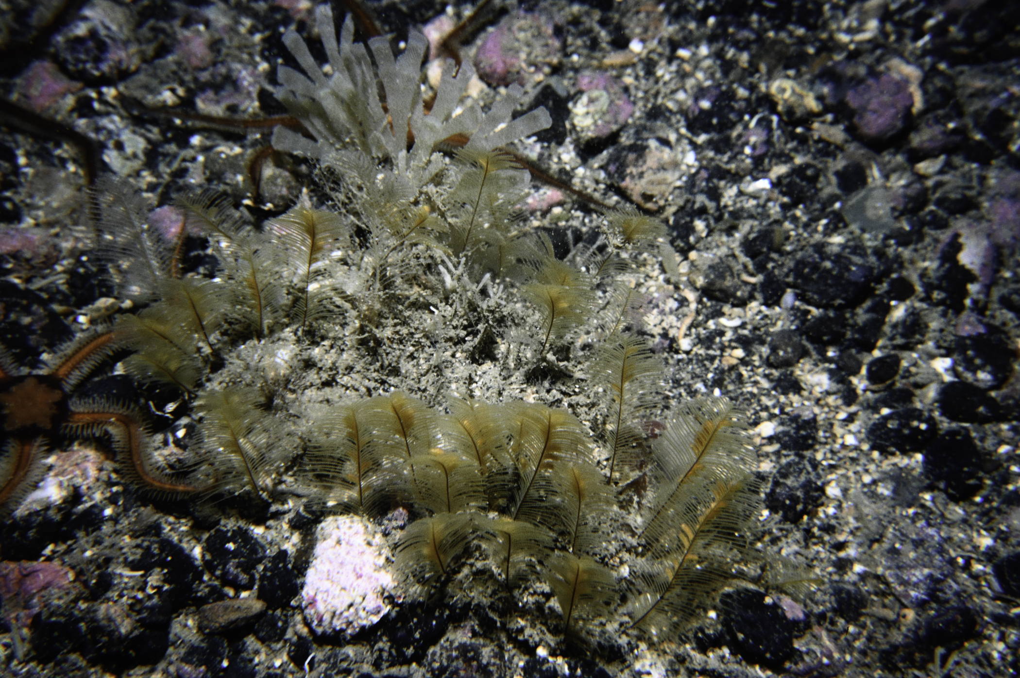 Aglaophenia tubulifera. Site: E Coast, Rathlin Island. 