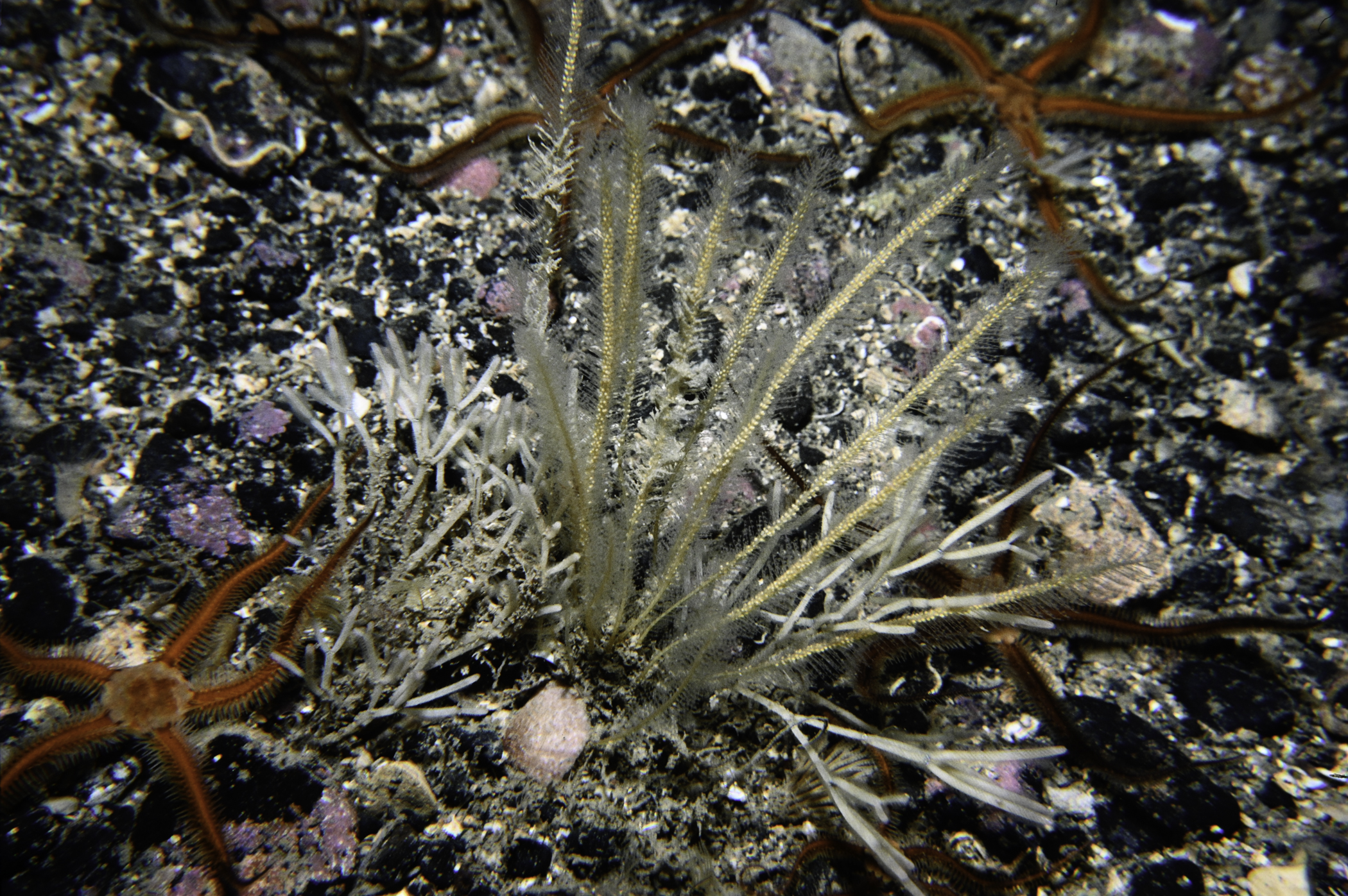 Nemertesia antennina, Cellaria fistulosa, Ophiocomina nigra. Site: E Coast, Rathlin Island. 
