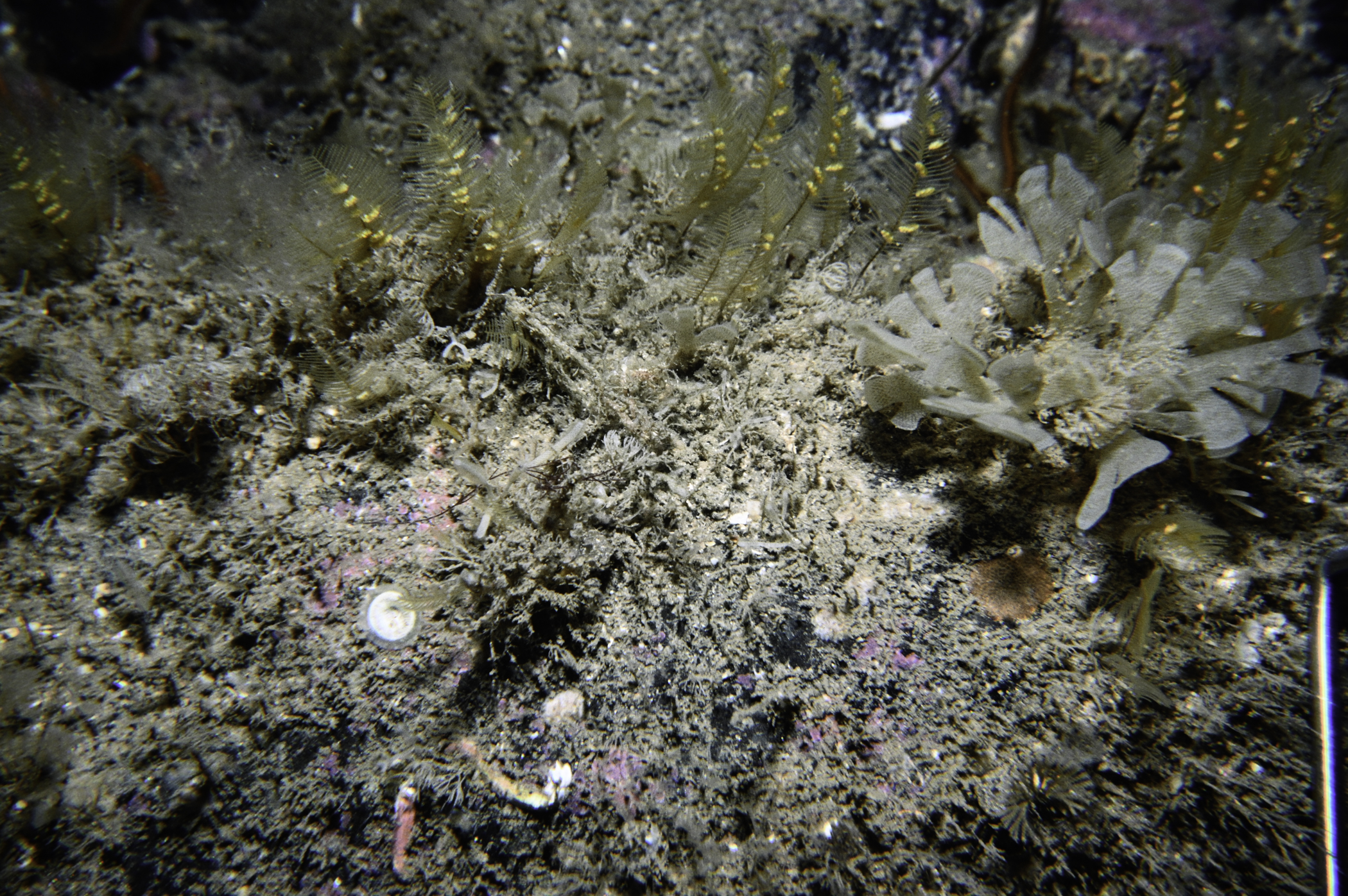 Aglaophenia tubulifera, Securiflustra securifrons, Plagioecia patina. Site: E Coast, Rathlin Island. 