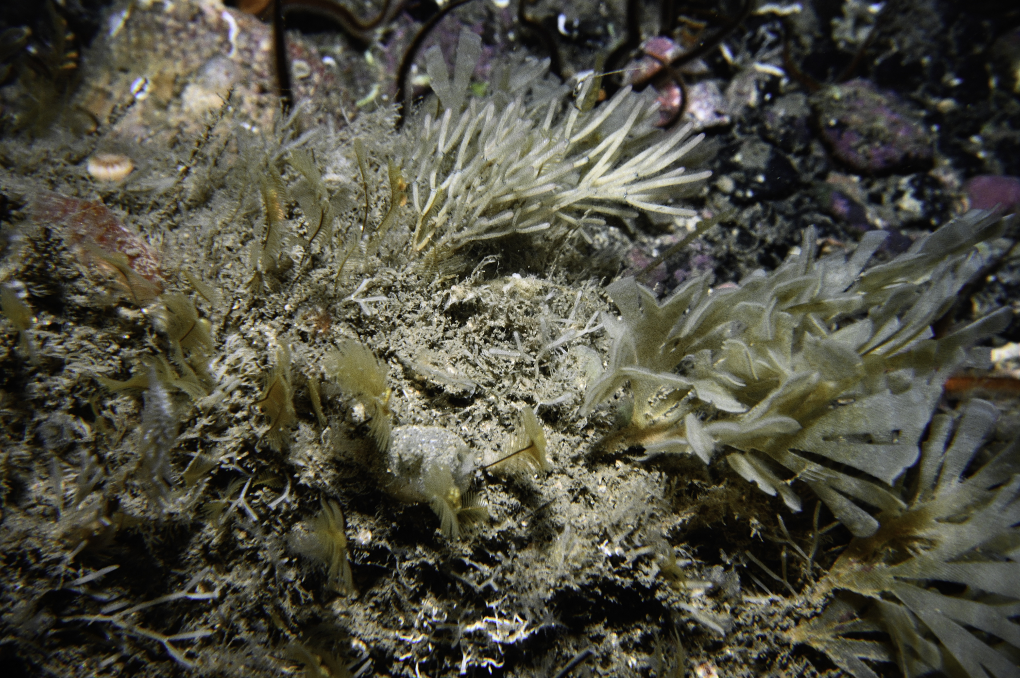 Aglaophenia tubulifera, Cellaria fistulosa. Site: E Coast, Rathlin Island. 