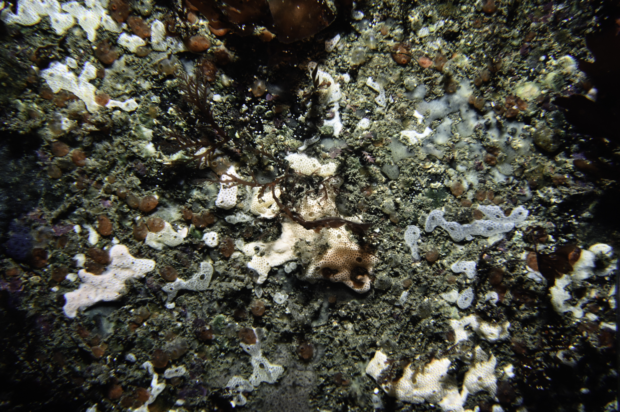 Dendrodoa grossularia, Didemnidae sp.. Site: W Rue Point, Rathlin Island. 
