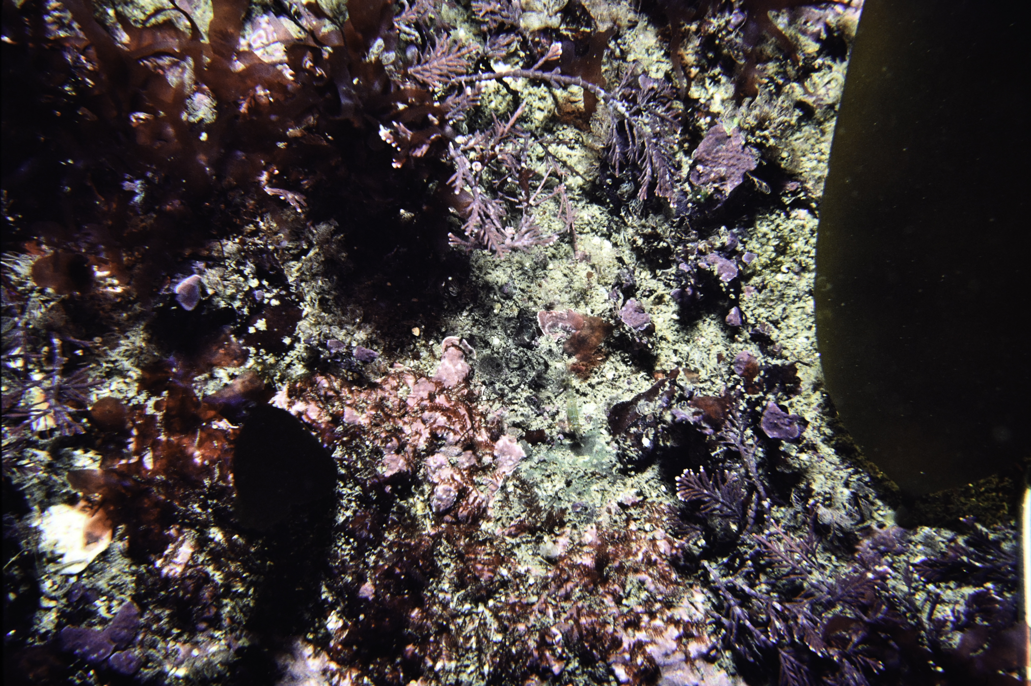 Corallina officinalis. Site: W Rue Point, Rathlin Island. 
