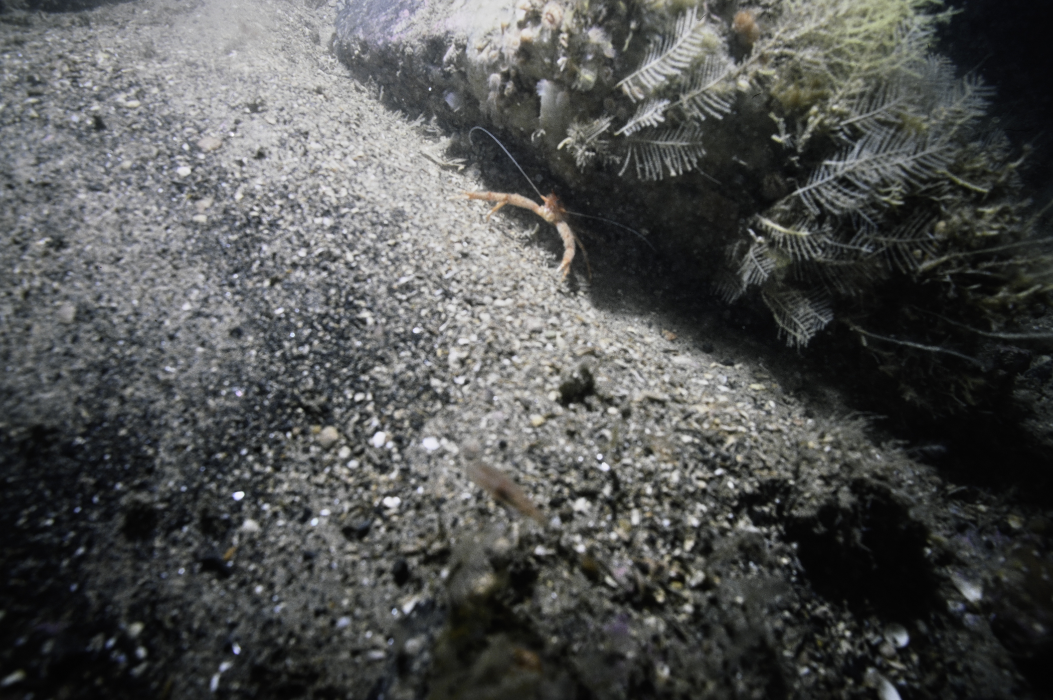 Diphasia margareta, Munida rugosa. Site: E of The Lochgary, Rathlin Island. 
