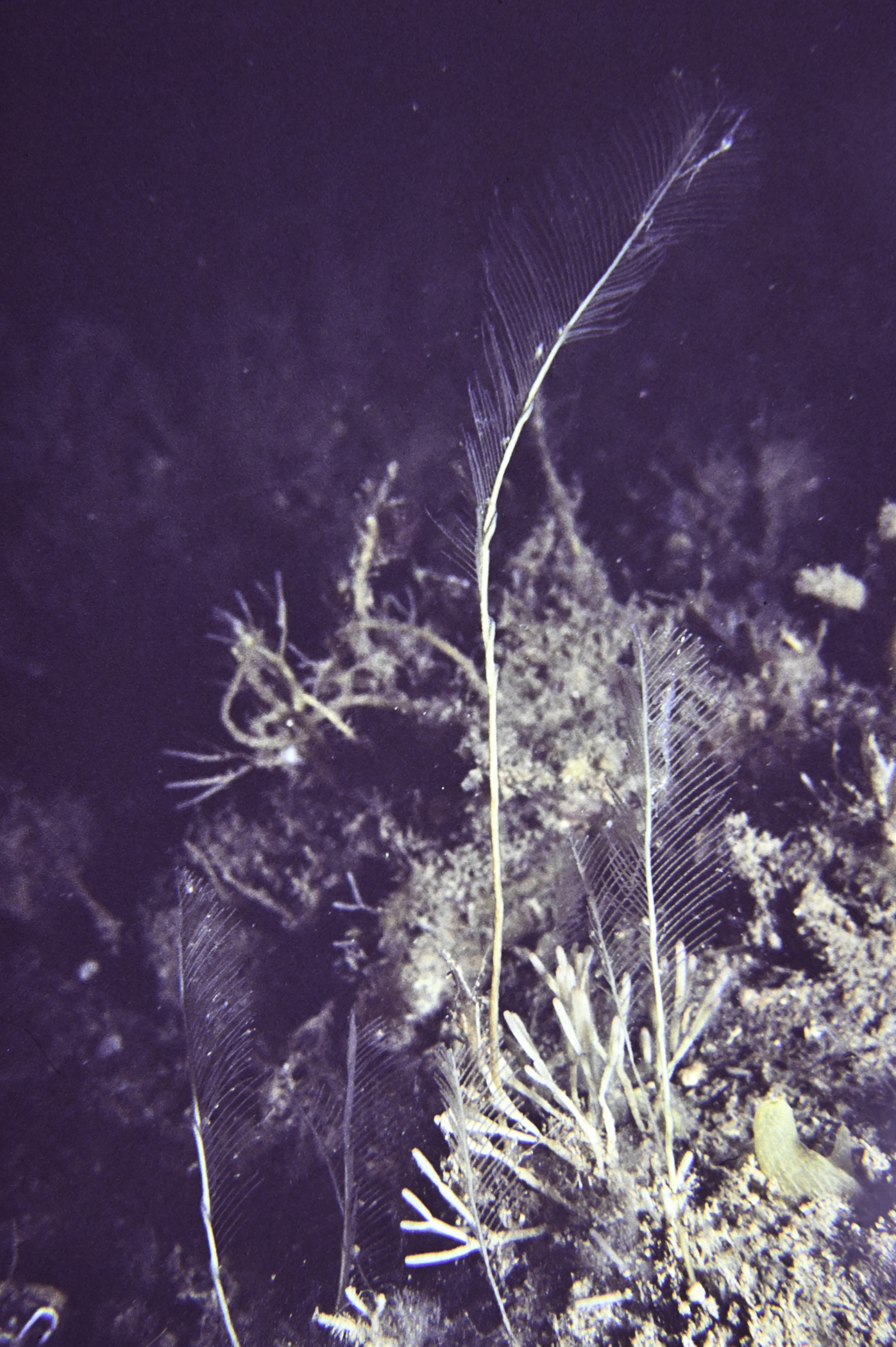 Lytocarpia myriophyllum. Site: E of Doon Point, Rathlin Island. 