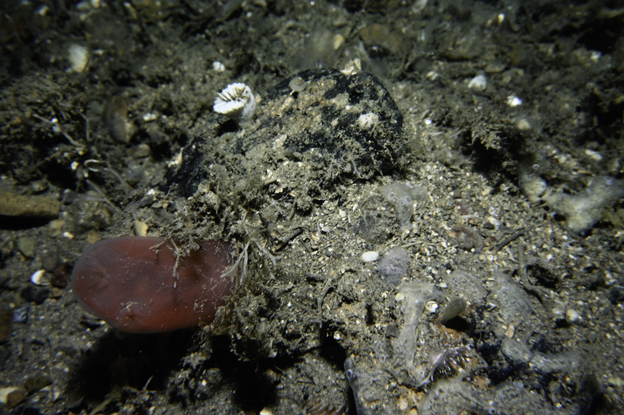 Ascidia mentula, Diplosoma listerianum, Coryphella sp.. Site: E of The Lochgary, Rathlin Island. 