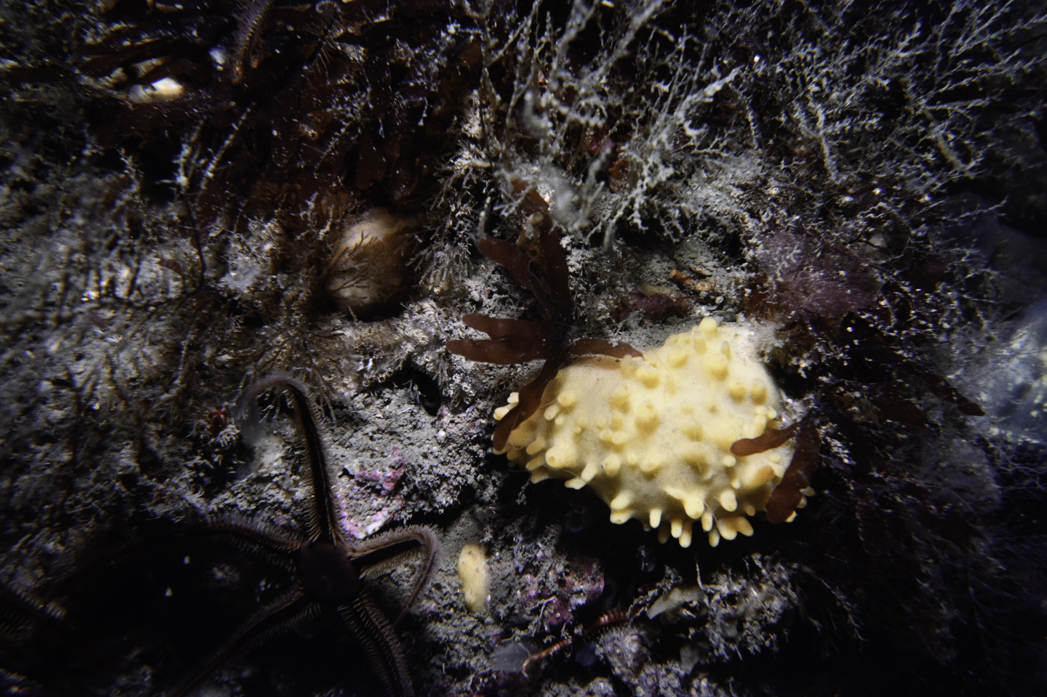 Polymastia boletiformis, Ophiocomina nigra. Site: SE of Mullartown Point, Dundrum Bay. 