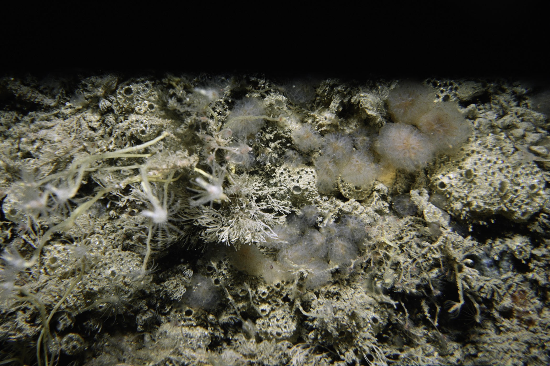 Tubularia indivisa, Polyclinum aurantium, Aplidium punctum. Site: Carrickmannanon Rock, Ballycastle. 