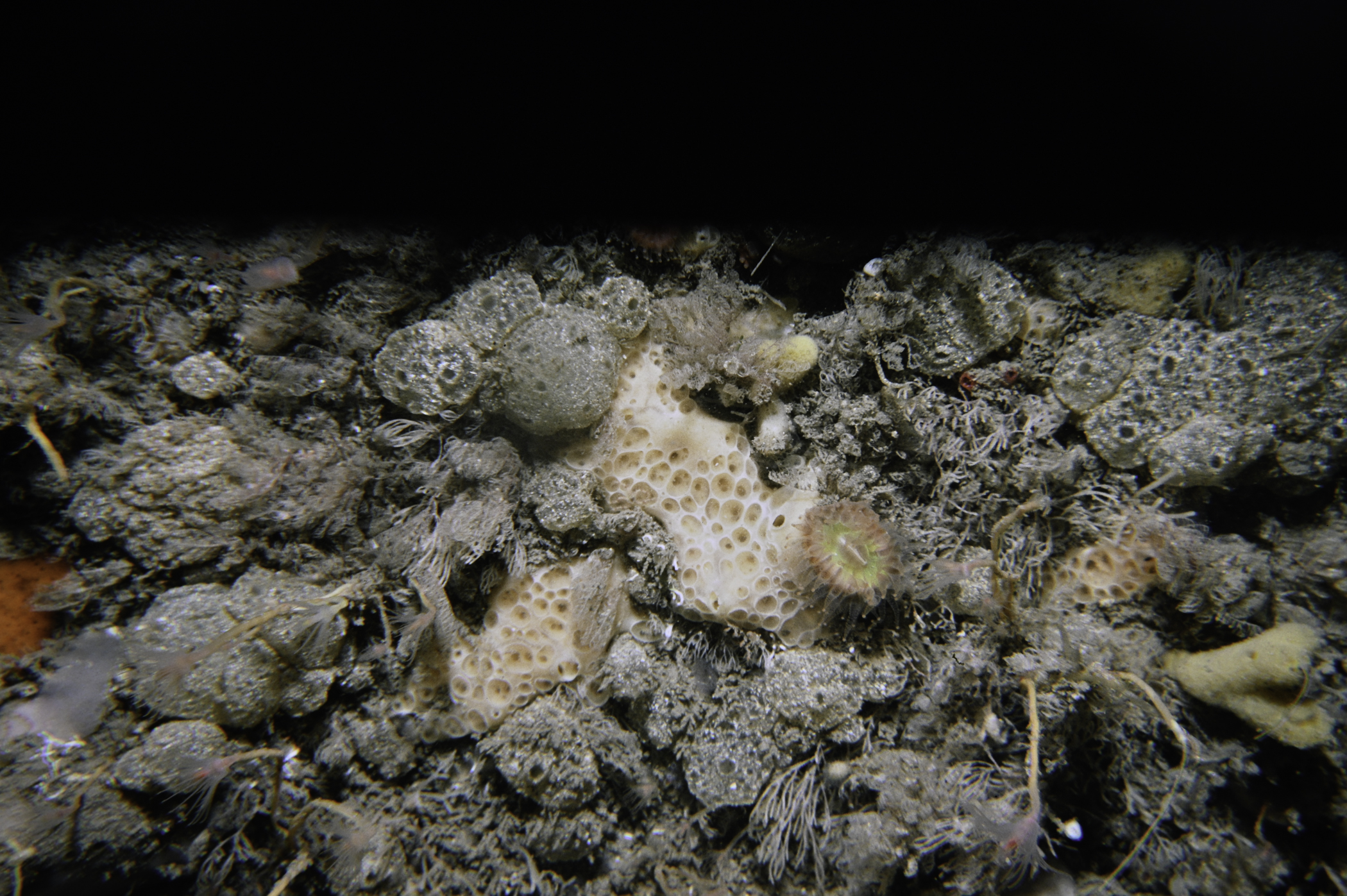 Hemimycale columella, Polyclinum aurantium. Site: Carrickmannanon Rock, Ballycastle. 