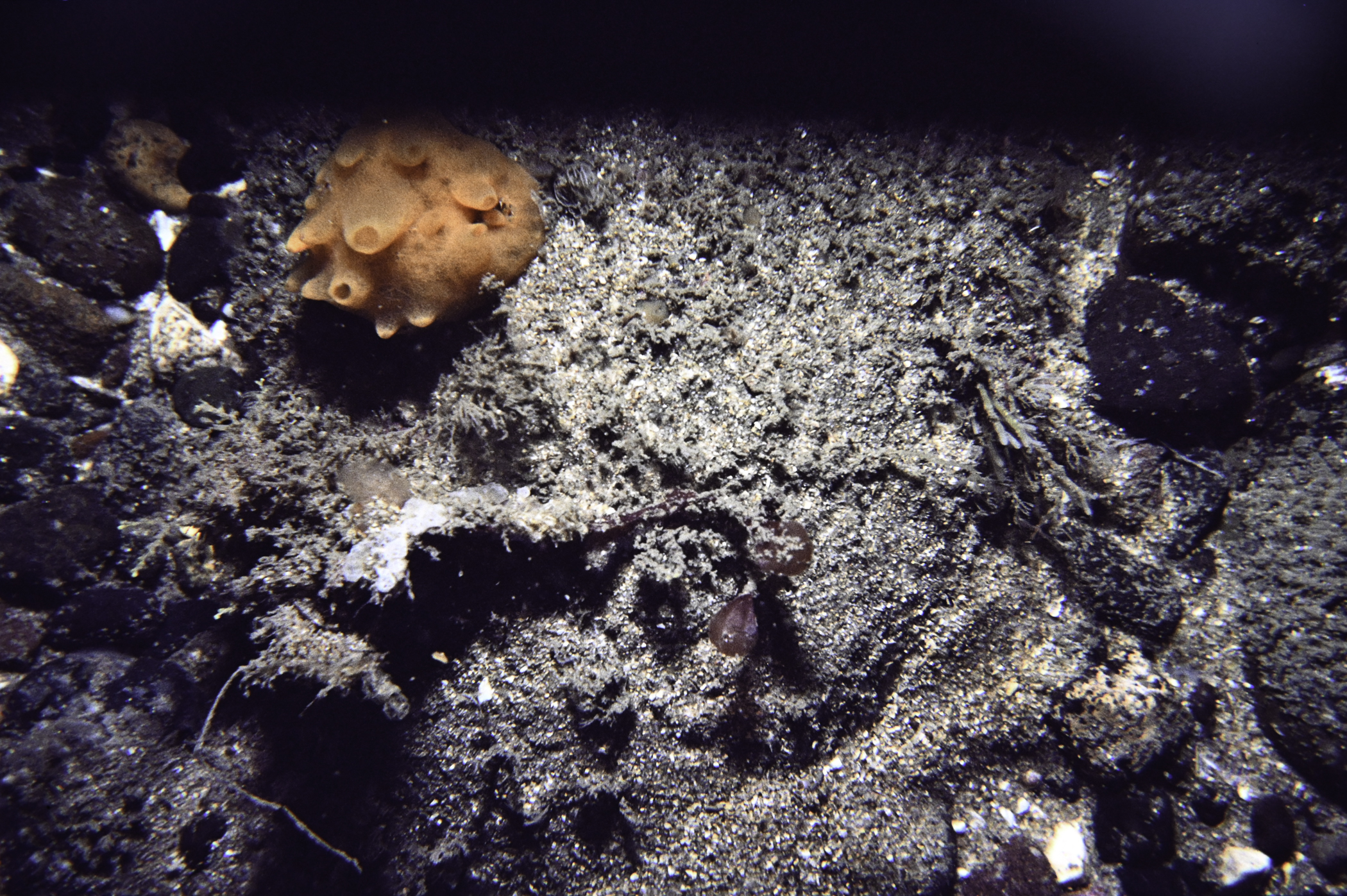 Polymastia boletiformis. Site: W of Carrickarede Island. 
