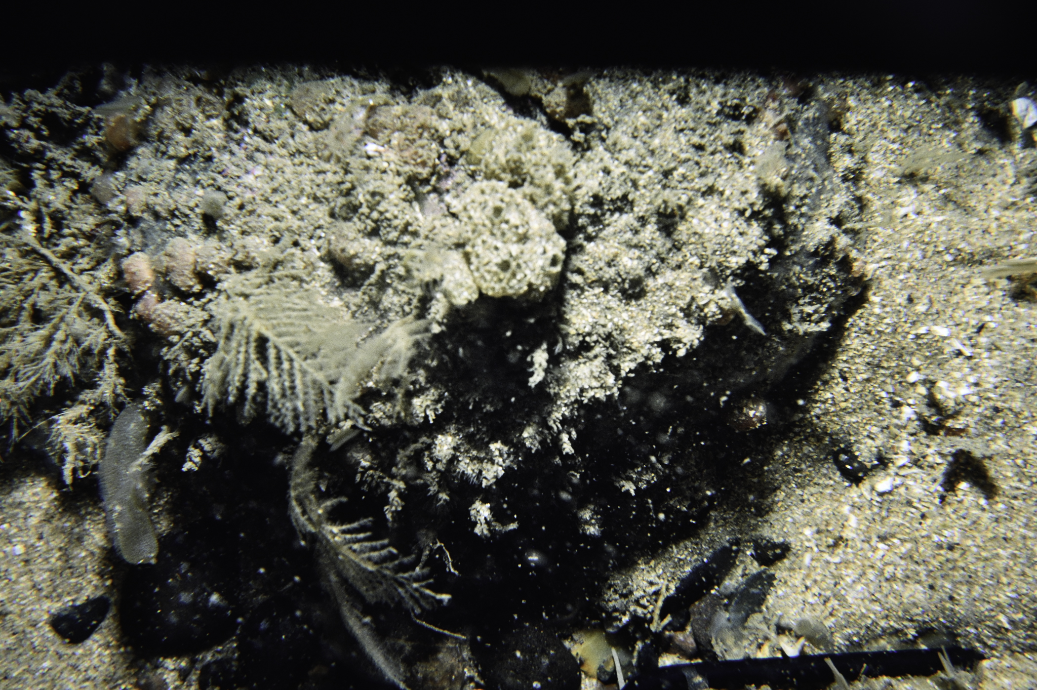 Halecium halecinum, Polyclinum aurantium. Site: W of Carrickarede Island. 
