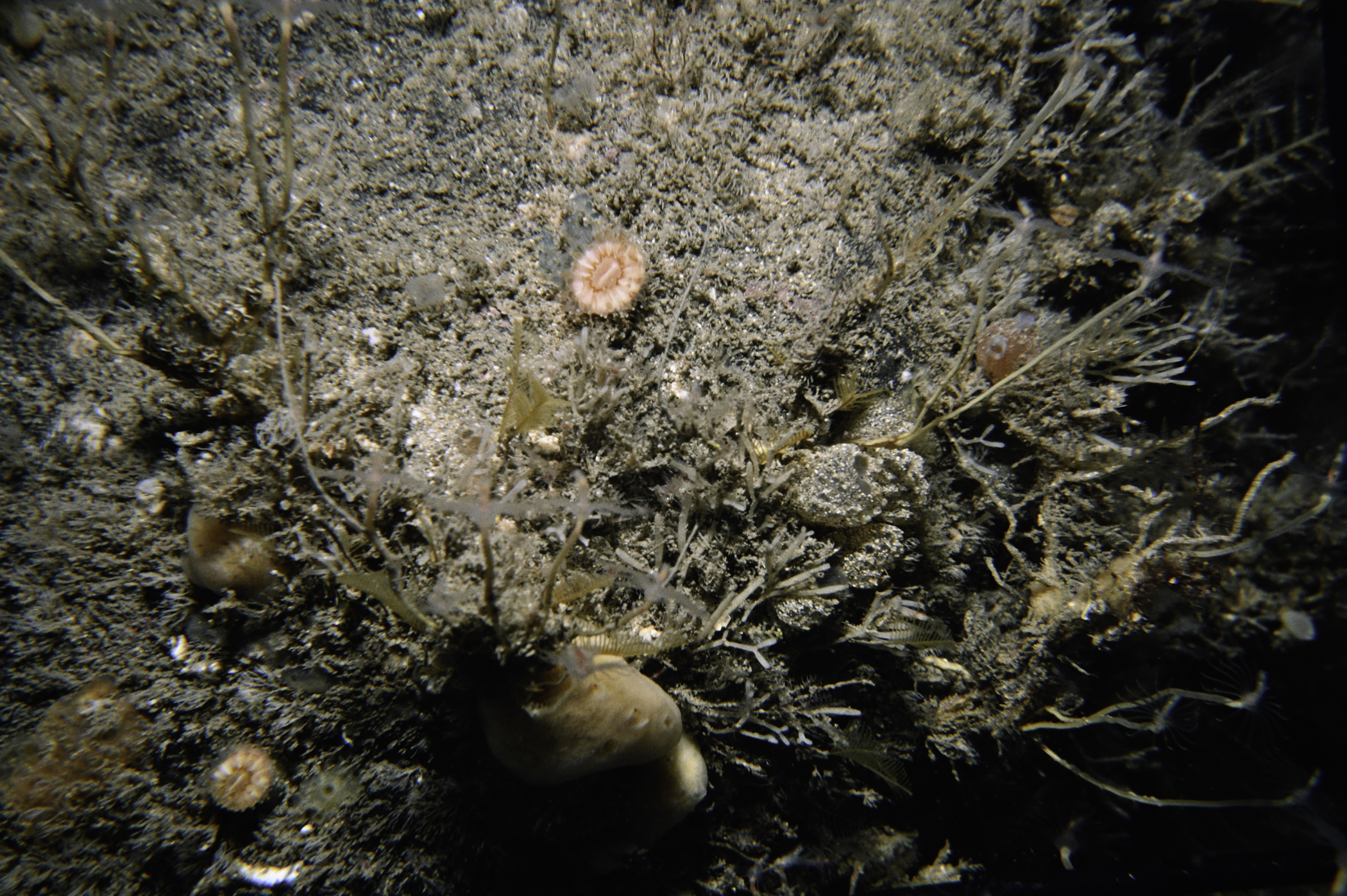 Tubularia indivisa, Polyclinum aurantium. Site: W Kinbane Head. 
