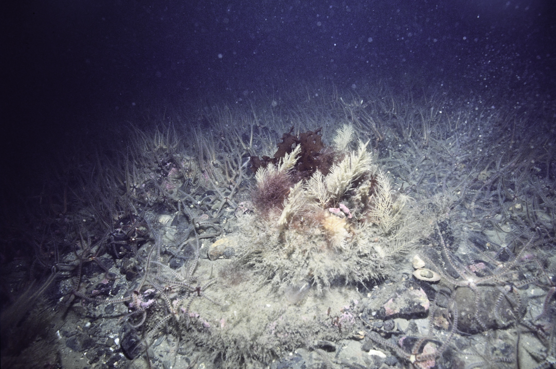 Halecium halecinum, Ophiothrix fragilis. Site: SE Hellyhunter Rock, Cranfield Point. 