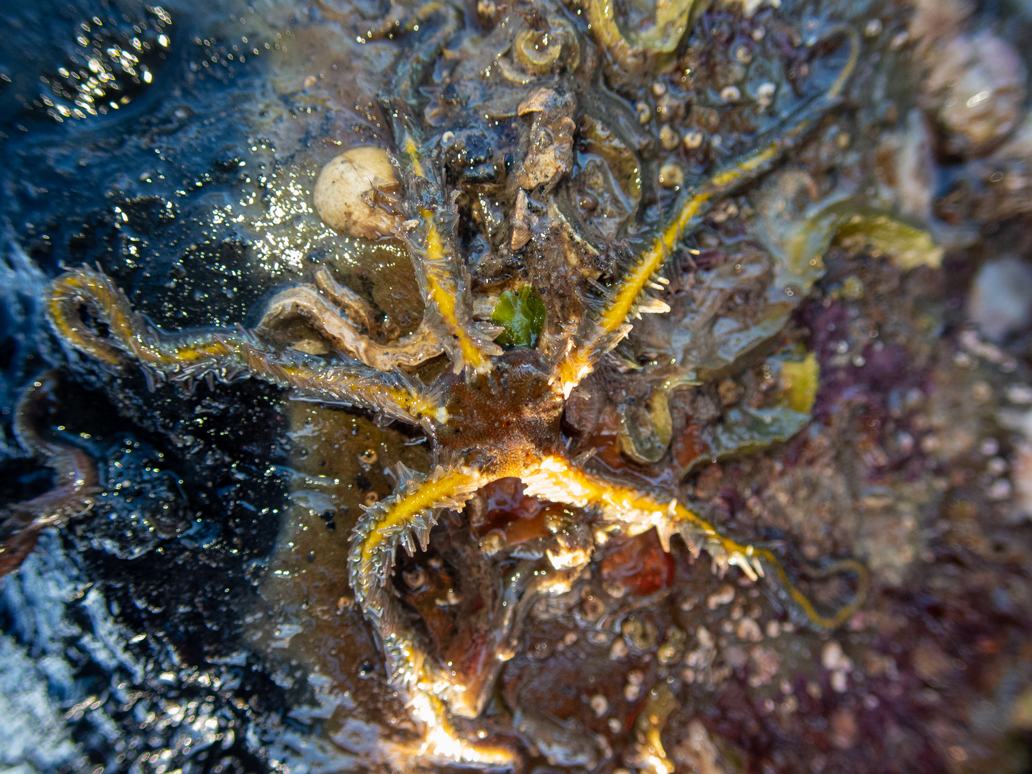 Ophiothrix fragilis. Site: Ringhaddy Sound,  Strangford Lough. 