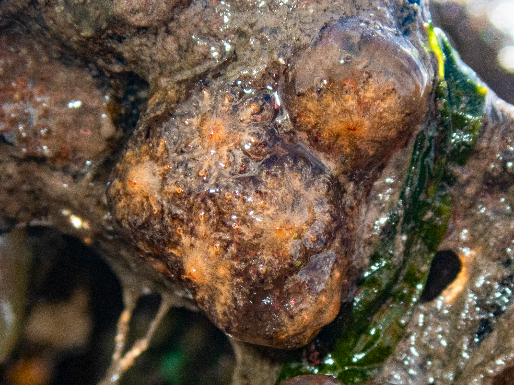 Botryllus</i> sp.<i>. Site: Bangor Marina. 